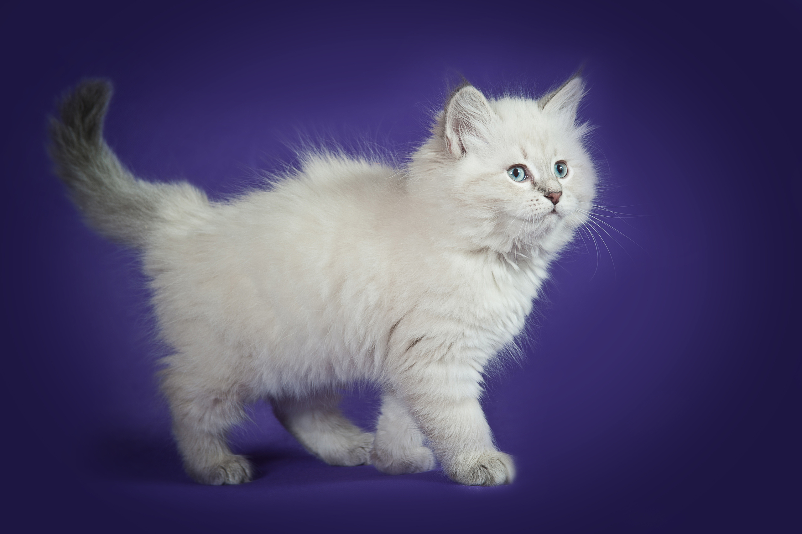 Невская маскарадная (котята). Фотограф-анималист Наталья Светличная