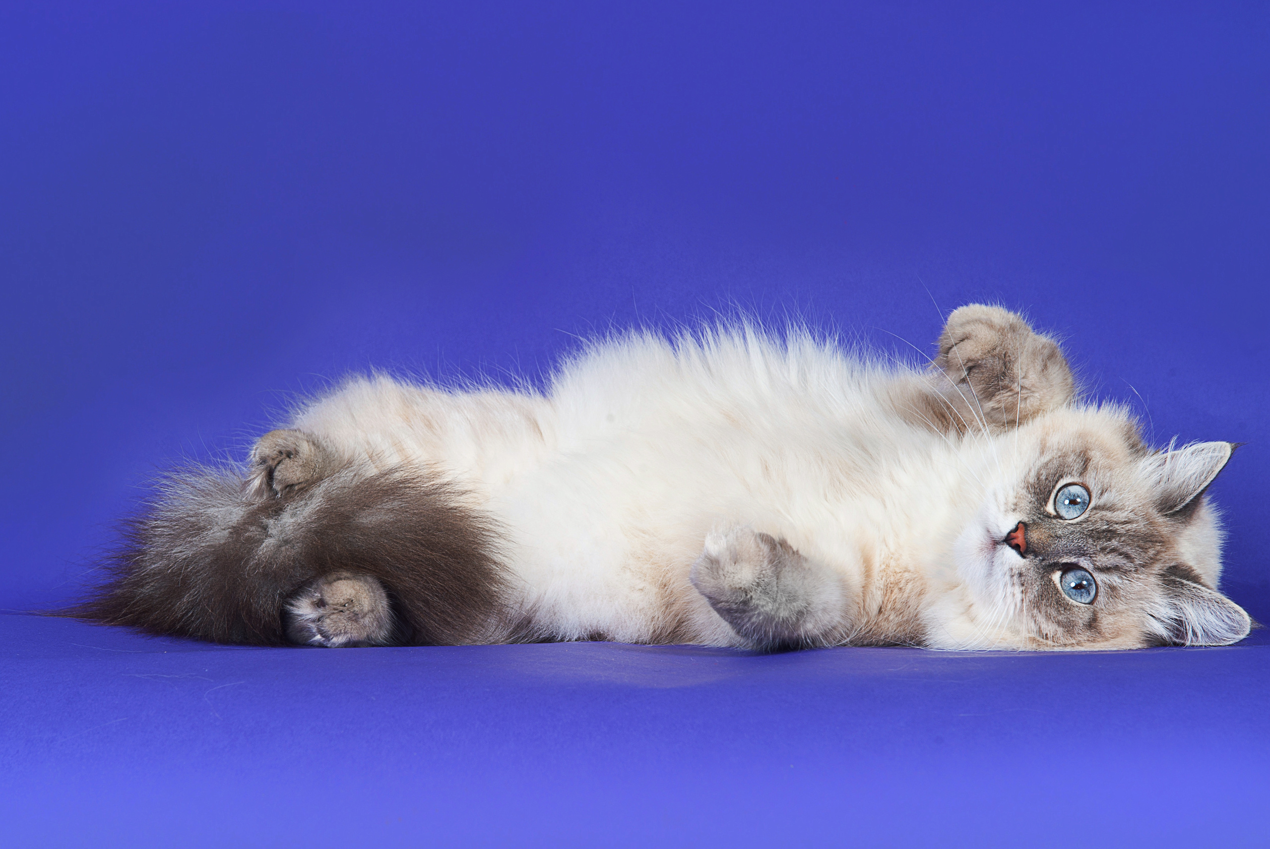 Невская маскарадная. Фотограф-анималист Наталья Светличная