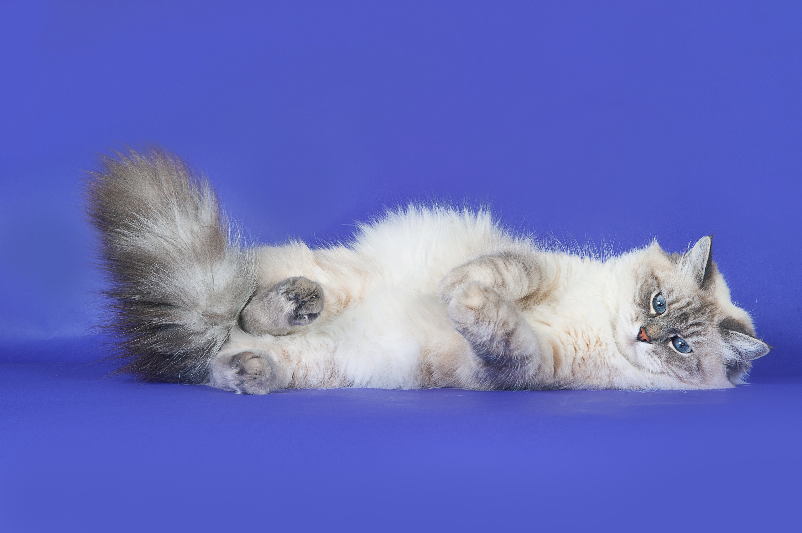 Невская маскарадная. Фотограф-анималист Наталья Светличная