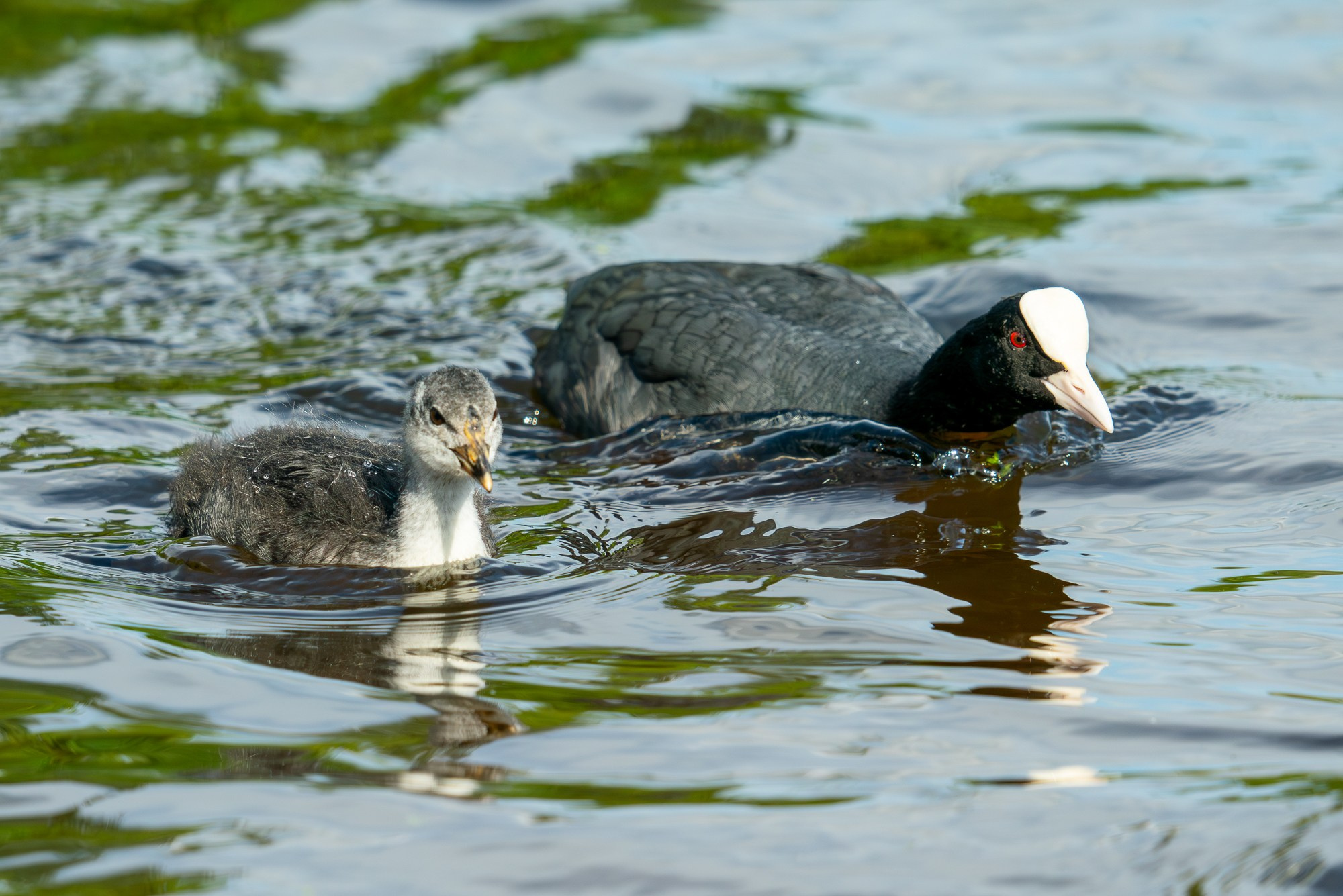 Удивительные мир птиц. Вокруг нас столько прекрасного — присмотритесь!. Ваш личный фотограф Марина Волкова