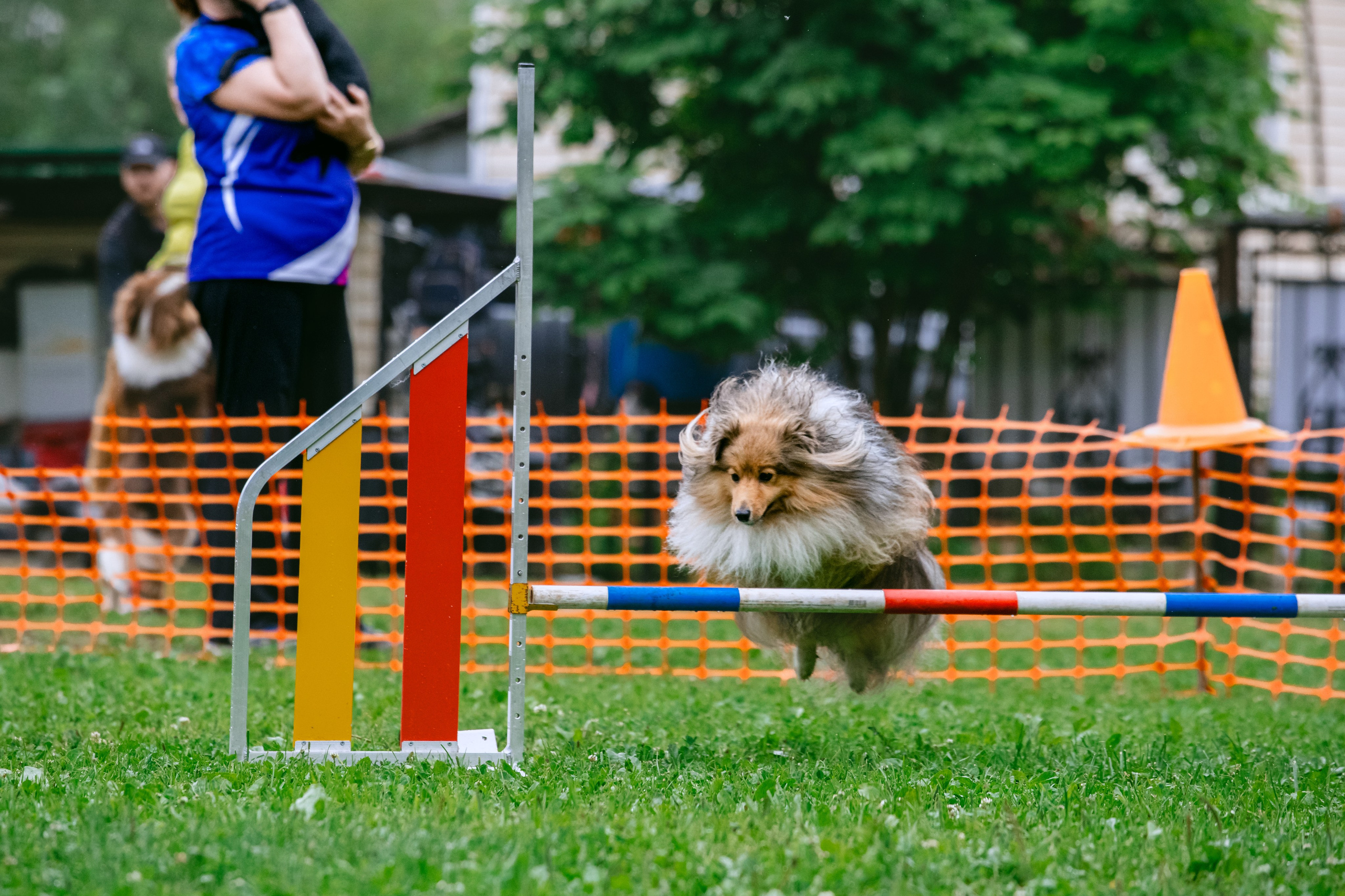 Соревнования по аджилити Долгопрудный 30.06.2025. Фотограф-анималист Татьяна Степанова