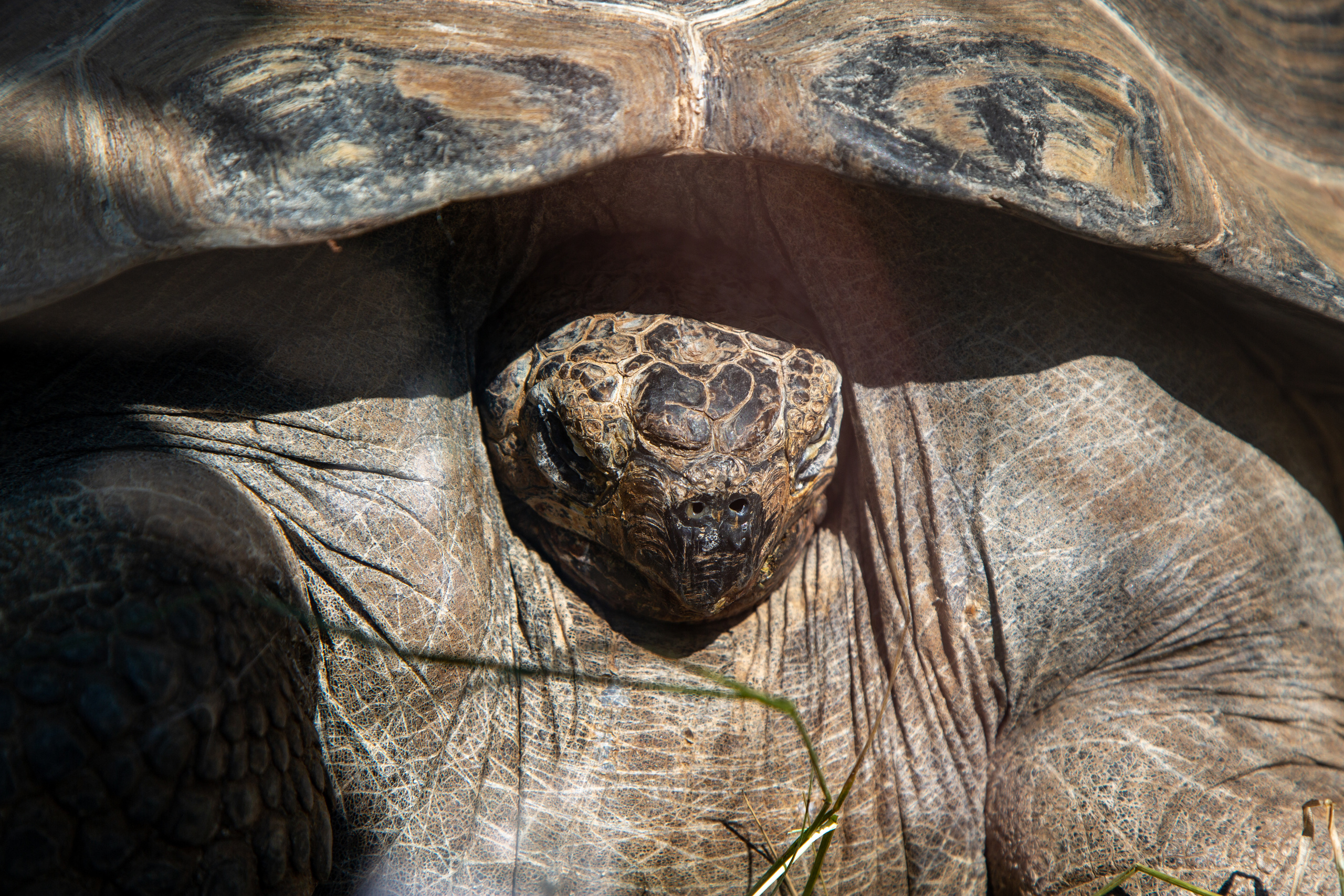 Московский зоопарк. Photographer Sonkina Tatiana (Tanya Ash)