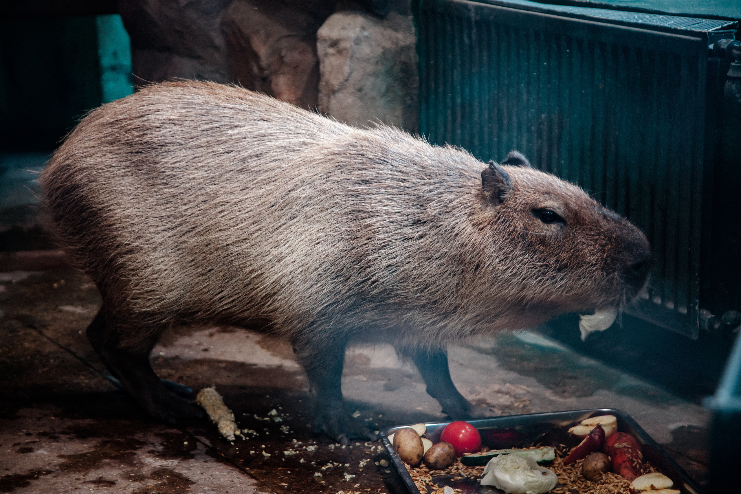 Московский зоопарк. Photographer Sonkina Tatiana (Tanya Ash)