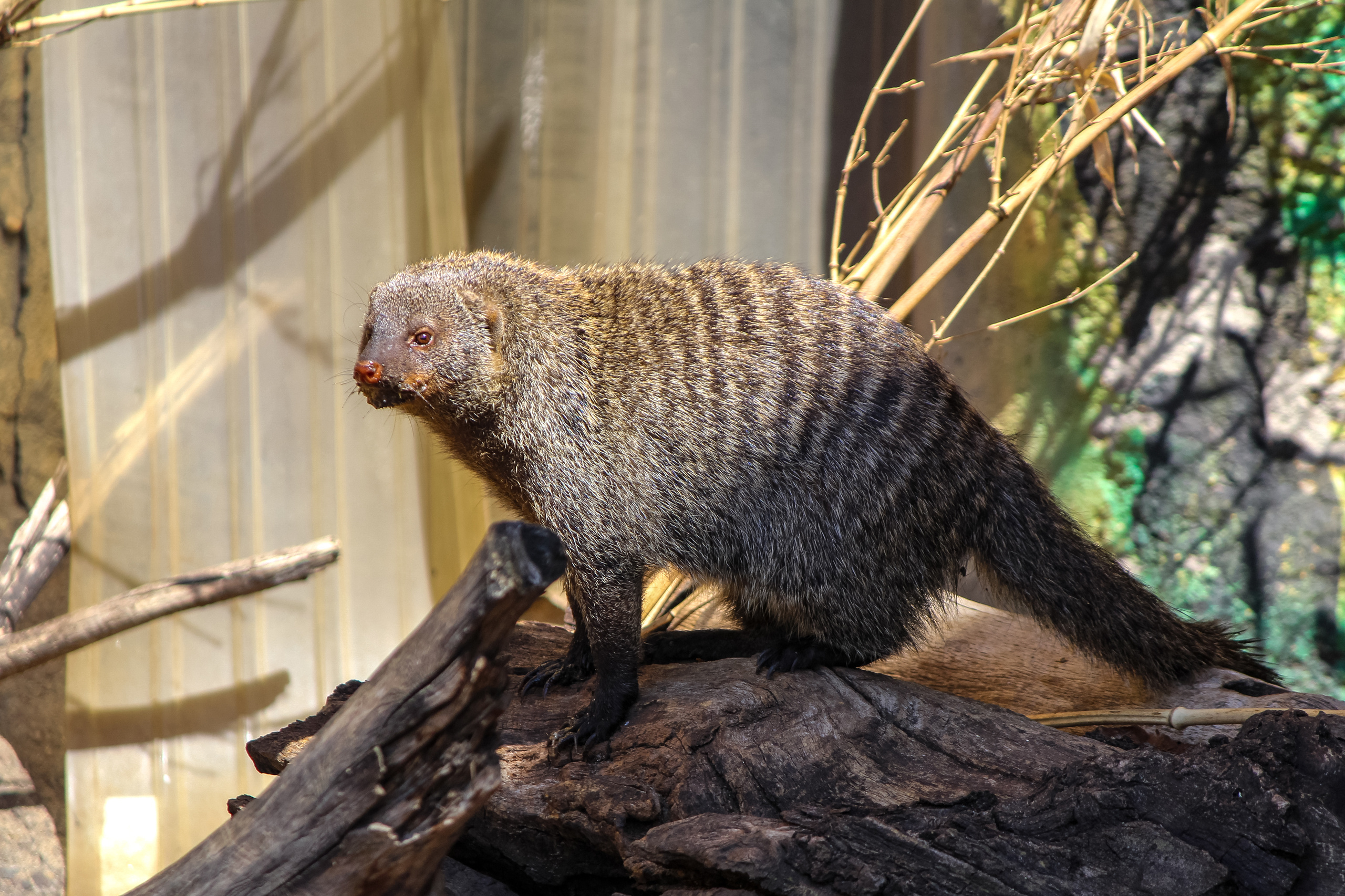Московский зоопарк. Photographer Sonkina Tatiana (Tanya Ash)