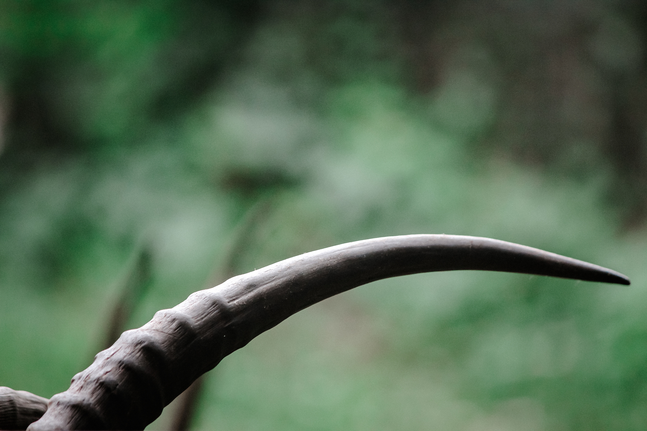 Московский зоопарк. Photographer Sonkina Tatiana (Tanya Ash)