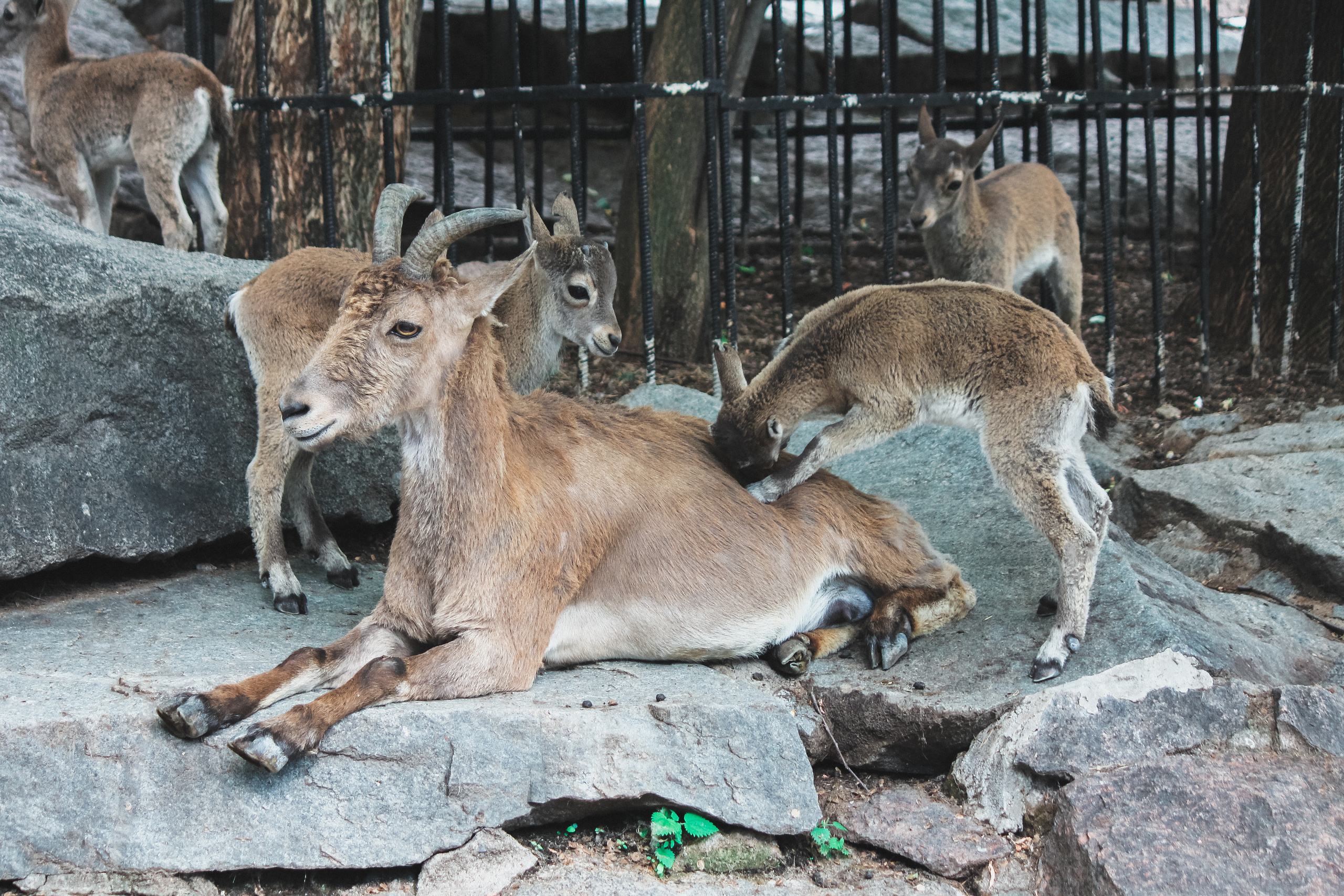 Московский зоопарк. Photographer Sonkina Tatiana (Tanya Ash)