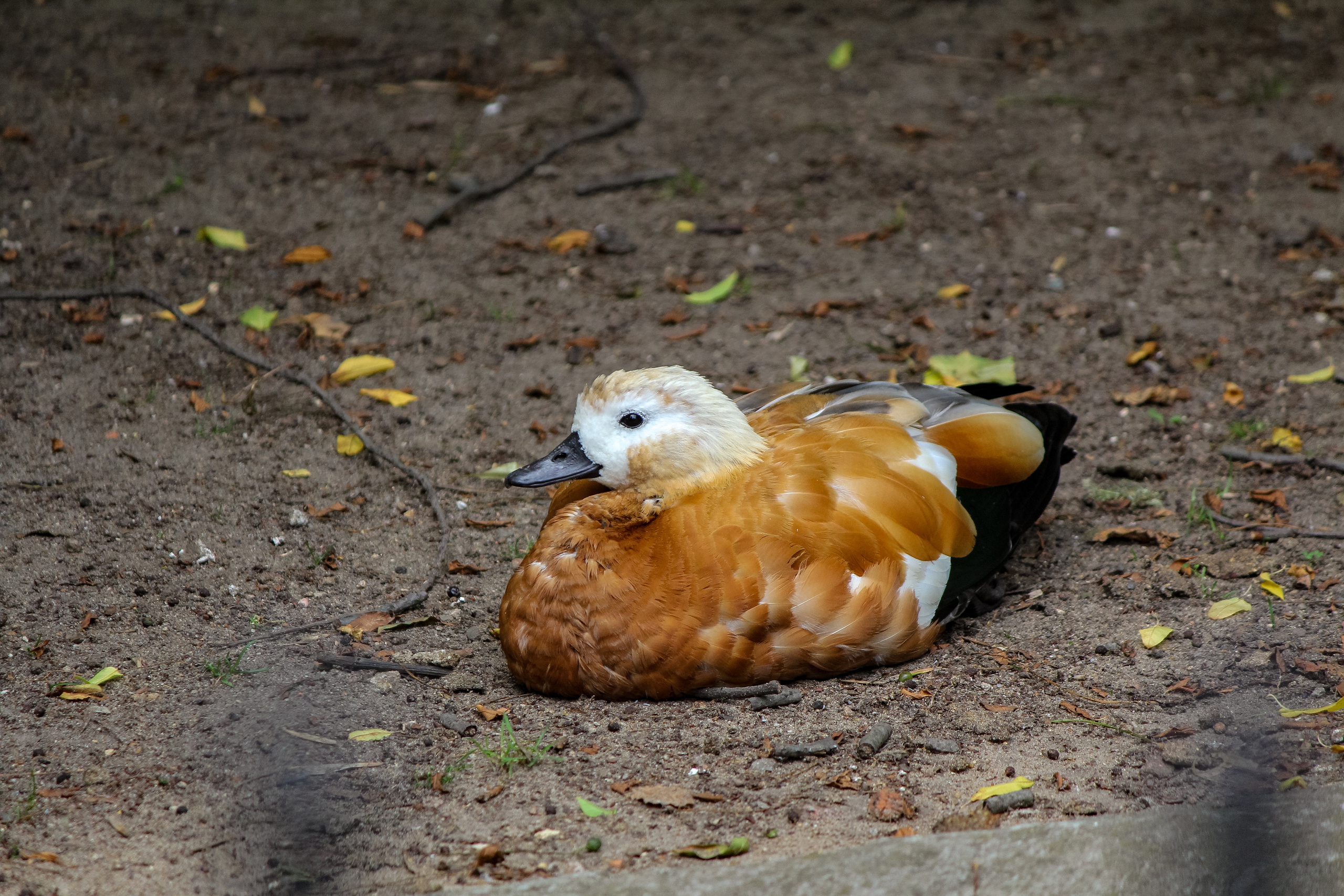 Московский зоопарк. Photographer Sonkina Tatiana (Tanya Ash)