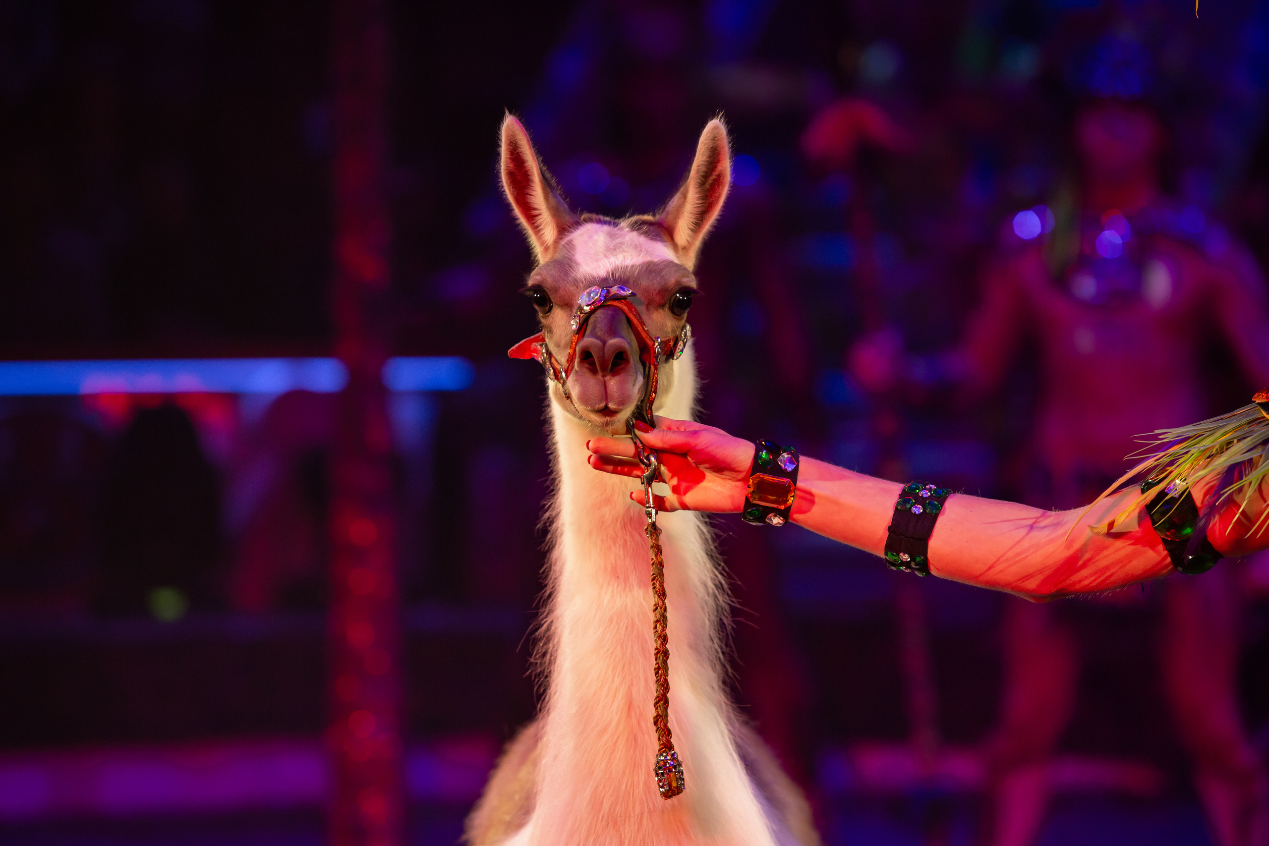 МОСКОВСКИЙ МЕЖДУНАРОДНЫЙ МОЛОДЕЖНЫЙ ФЕСТИВАЛЬ-КОНКУРС ЦИРКОВОГО ИСКУССТВА 2019. Фотограф Сонкина Татьяна