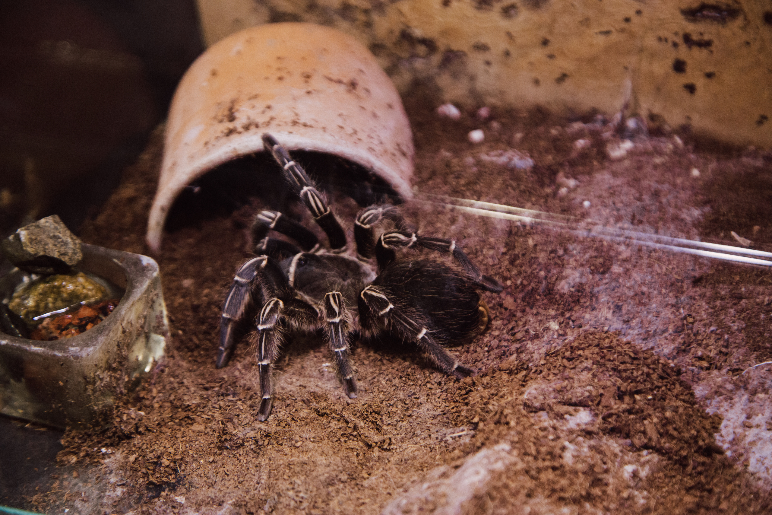 Московский зоопарк. Photographer Sonkina Tatiana (Tanya Ash)
