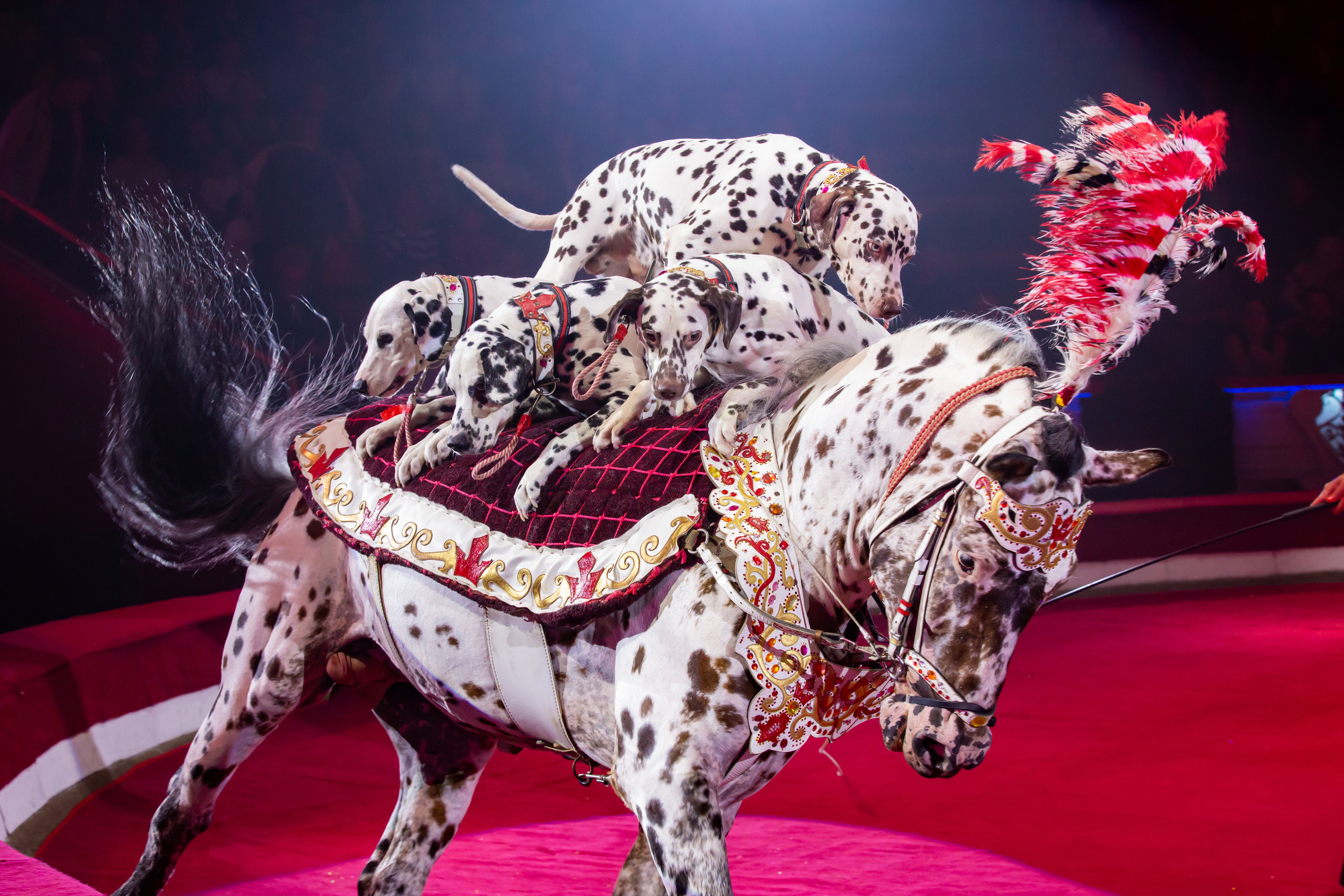 МОСКОВСКИЙ МЕЖДУНАРОДНЫЙ МОЛОДЕЖНЫЙ ФЕСТИВАЛЬ-КОНКУРС ЦИРКОВОГО ИСКУССТВА 2019. Фотограф Сонкина Татьяна