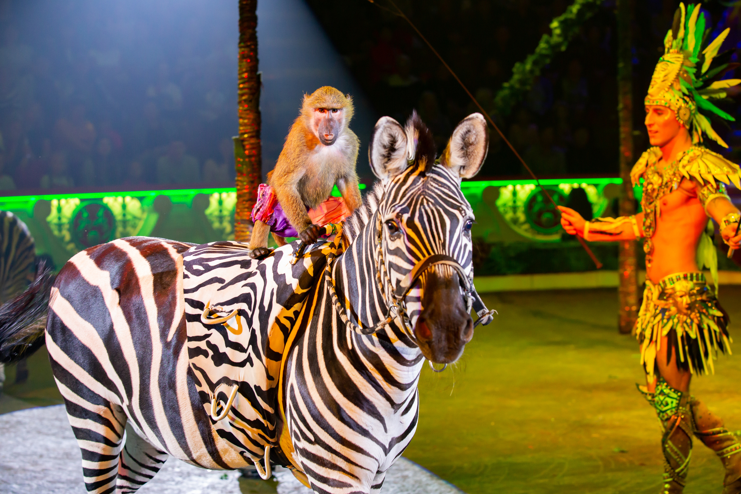 МОСКОВСКИЙ МЕЖДУНАРОДНЫЙ МОЛОДЕЖНЫЙ ФЕСТИВАЛЬ-КОНКУРС ЦИРКОВОГО ИСКУССТВА 2019. Фотограф Сонкина Татьяна