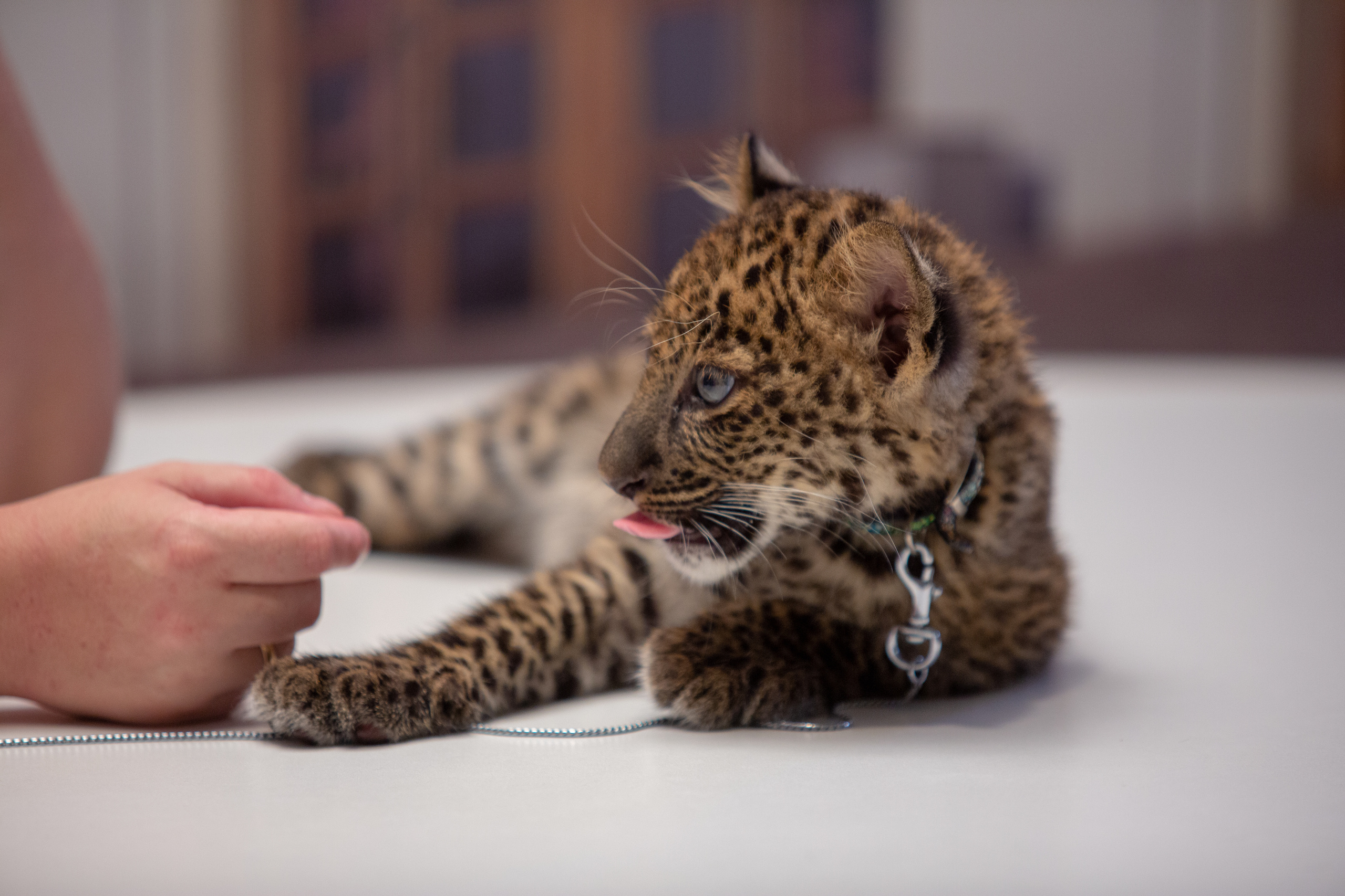 МОСКОВСКИЙ МЕЖДУНАРОДНЫЙ МОЛОДЕЖНЫЙ ФЕСТИВАЛЬ-КОНКУРС ЦИРКОВОГО ИСКУССТВА 2019. Фотограф Сонкина Татьяна