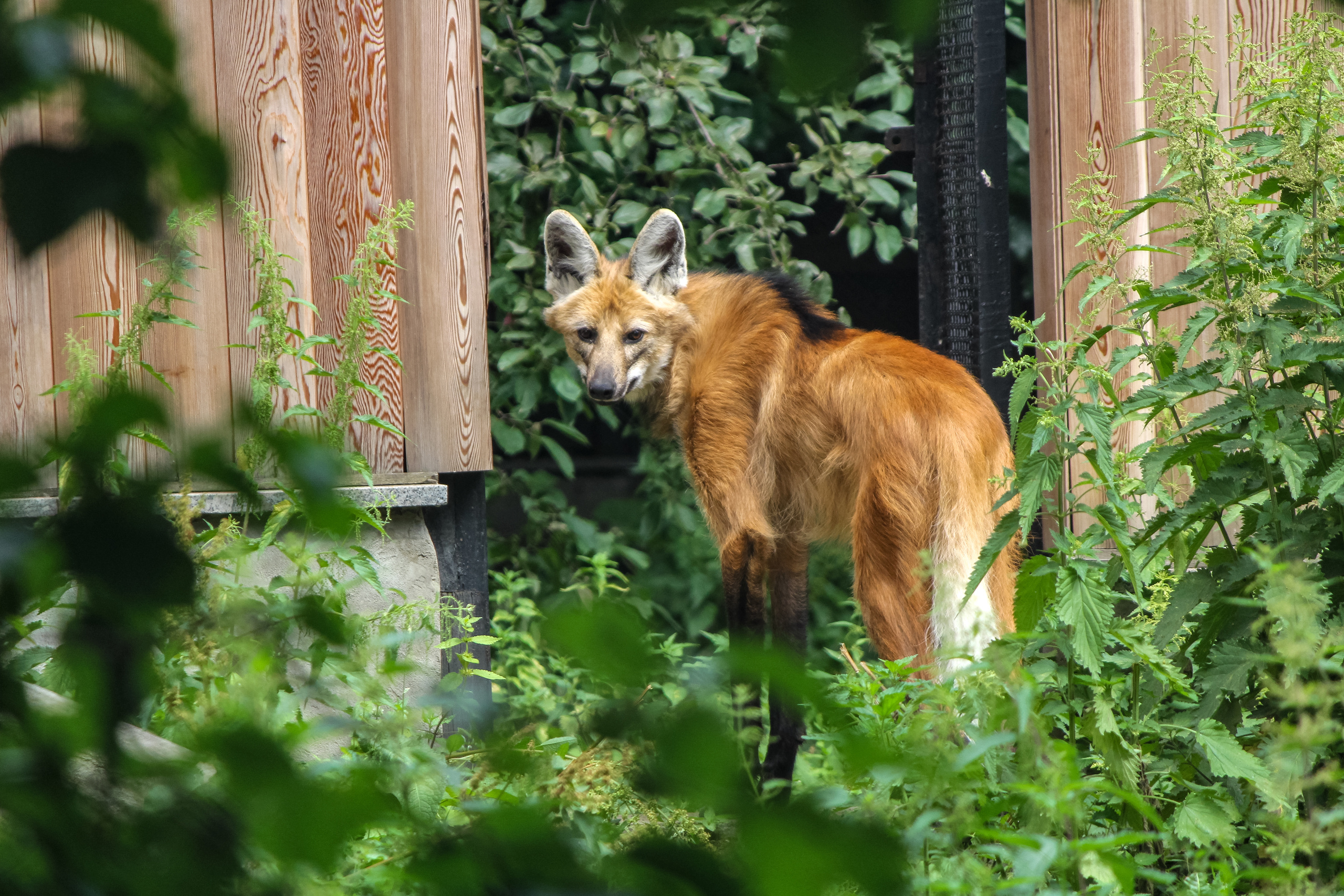 Московский зоопарк. Photographer Sonkina Tatiana (Tanya Ash)