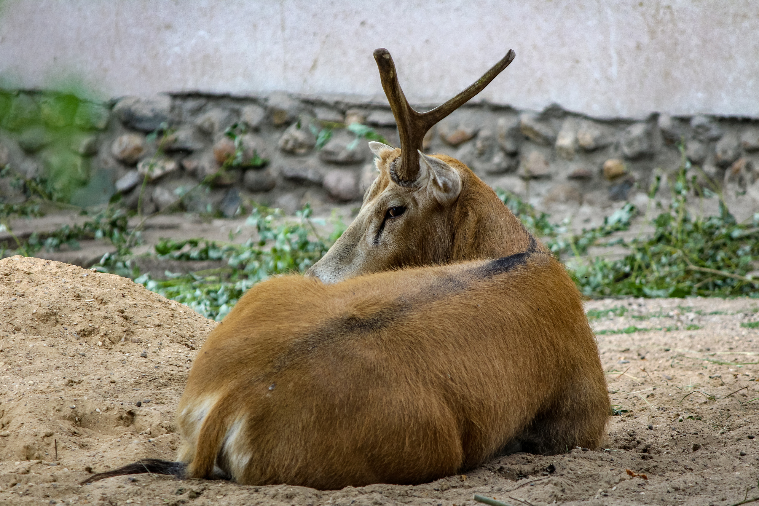 Московский зоопарк. Photographer Sonkina Tatiana (Tanya Ash)