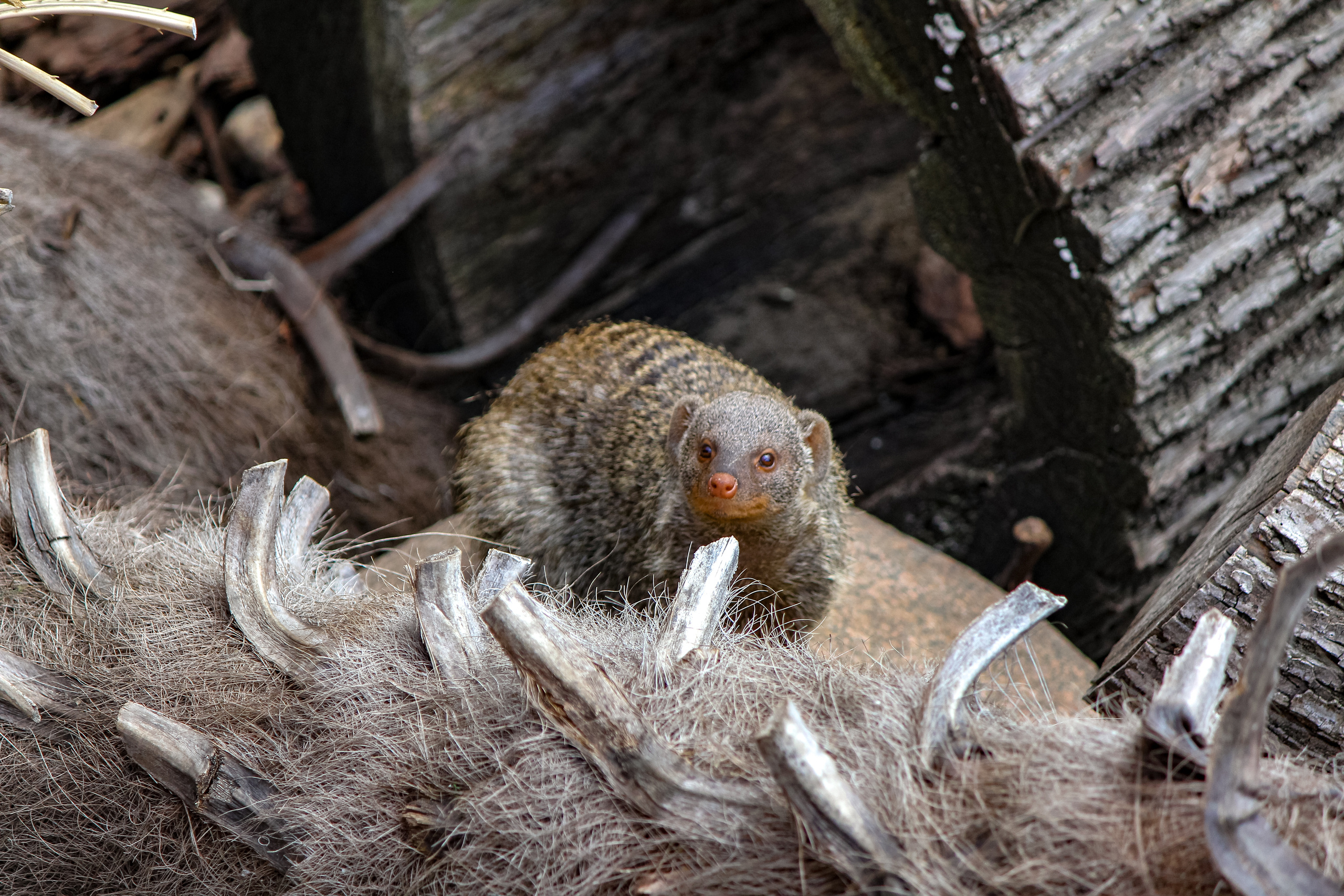 Московский зоопарк. Photographer Sonkina Tatiana (Tanya Ash)