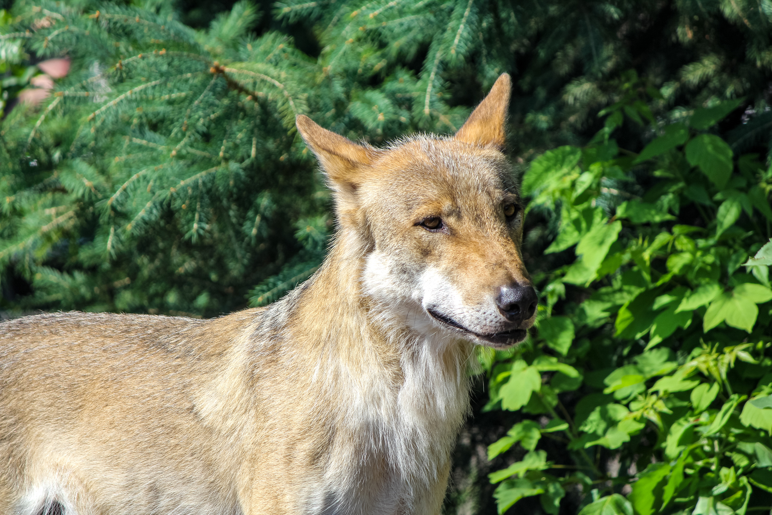 Московский зоопарк. Photographer Sonkina Tatiana (Tanya Ash)