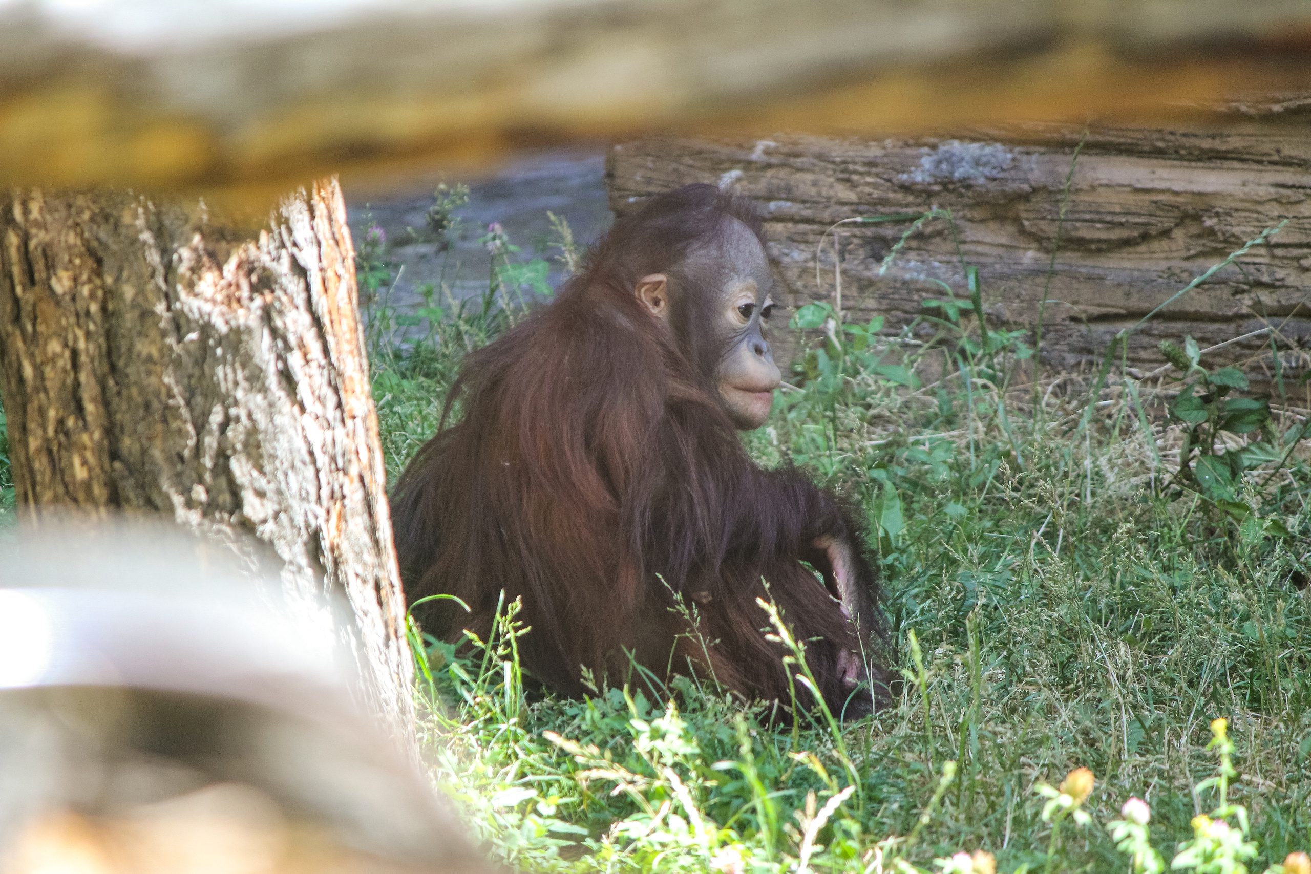 Московский зоопарк. Photographer Sonkina Tatiana (Tanya Ash)