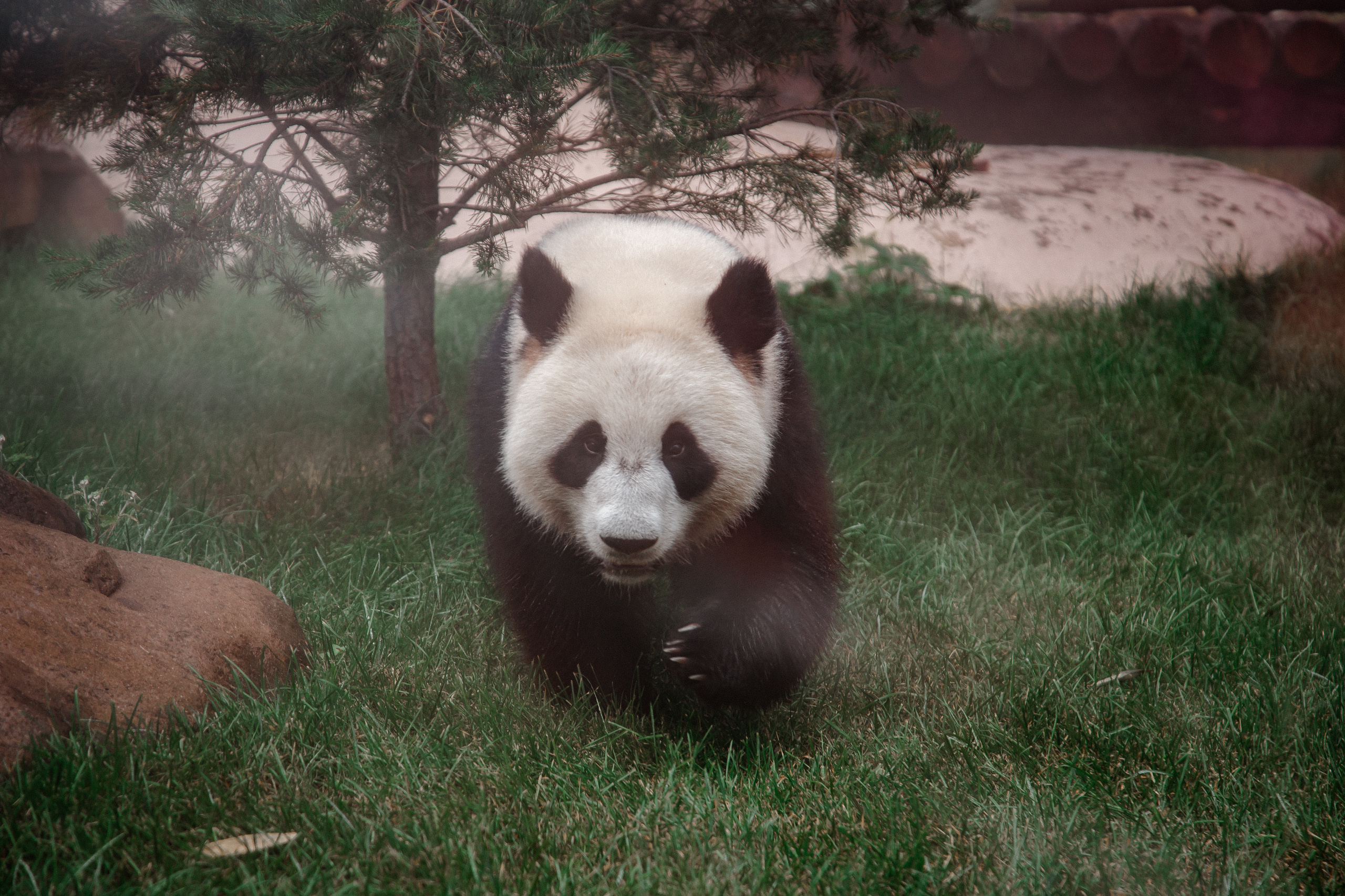 Московский зоопарк. Photographer Sonkina Tatiana (Tanya Ash)