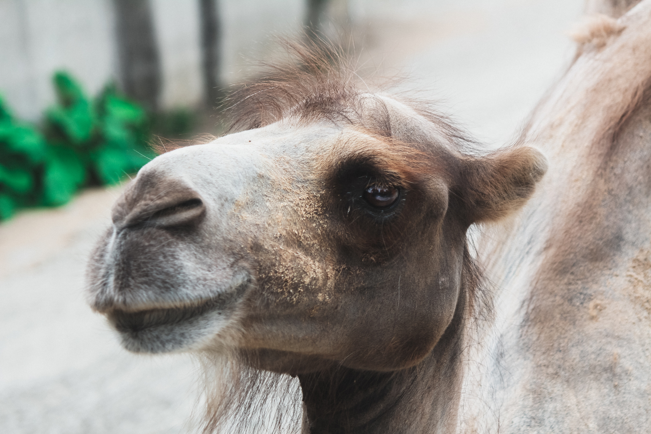 Московский зоопарк. Photographer Sonkina Tatiana (Tanya Ash)