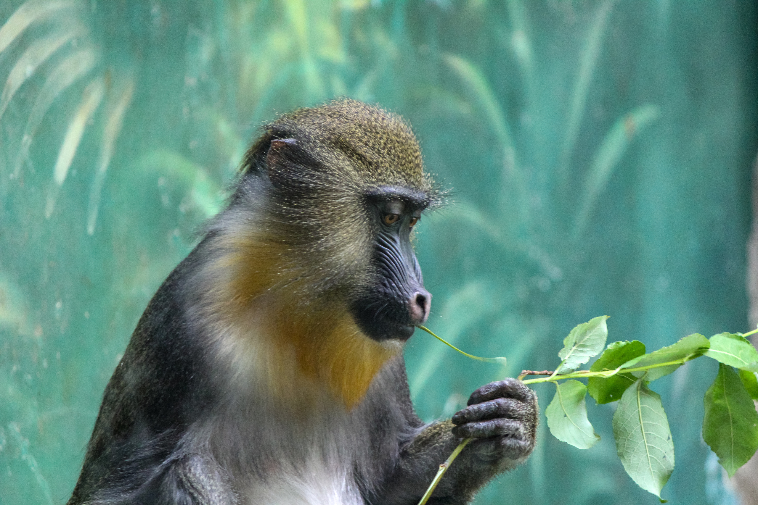 Московский зоопарк. Photographer Sonkina Tatiana (Tanya Ash)