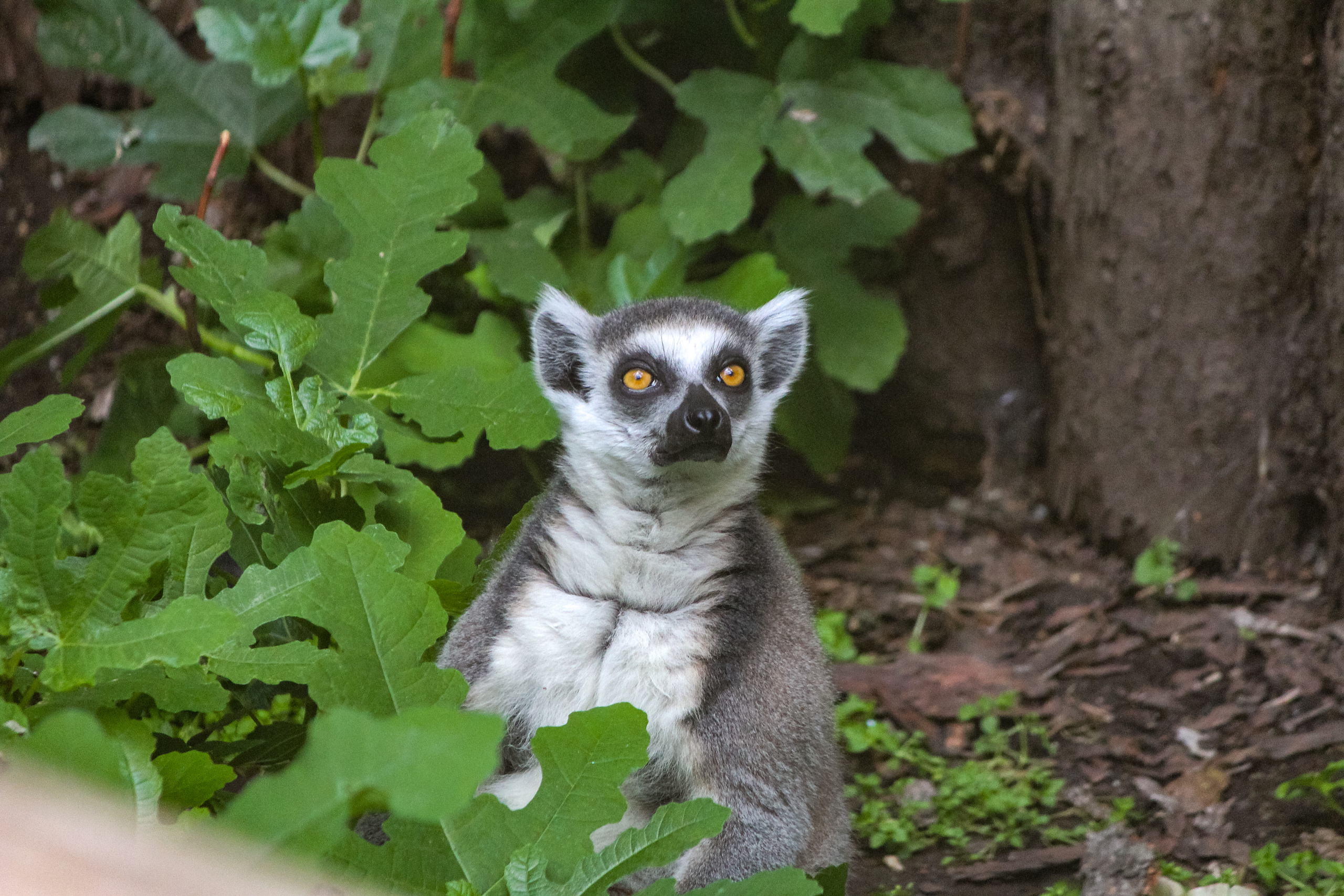 Московский зоопарк. Photographer Sonkina Tatiana (Tanya Ash)