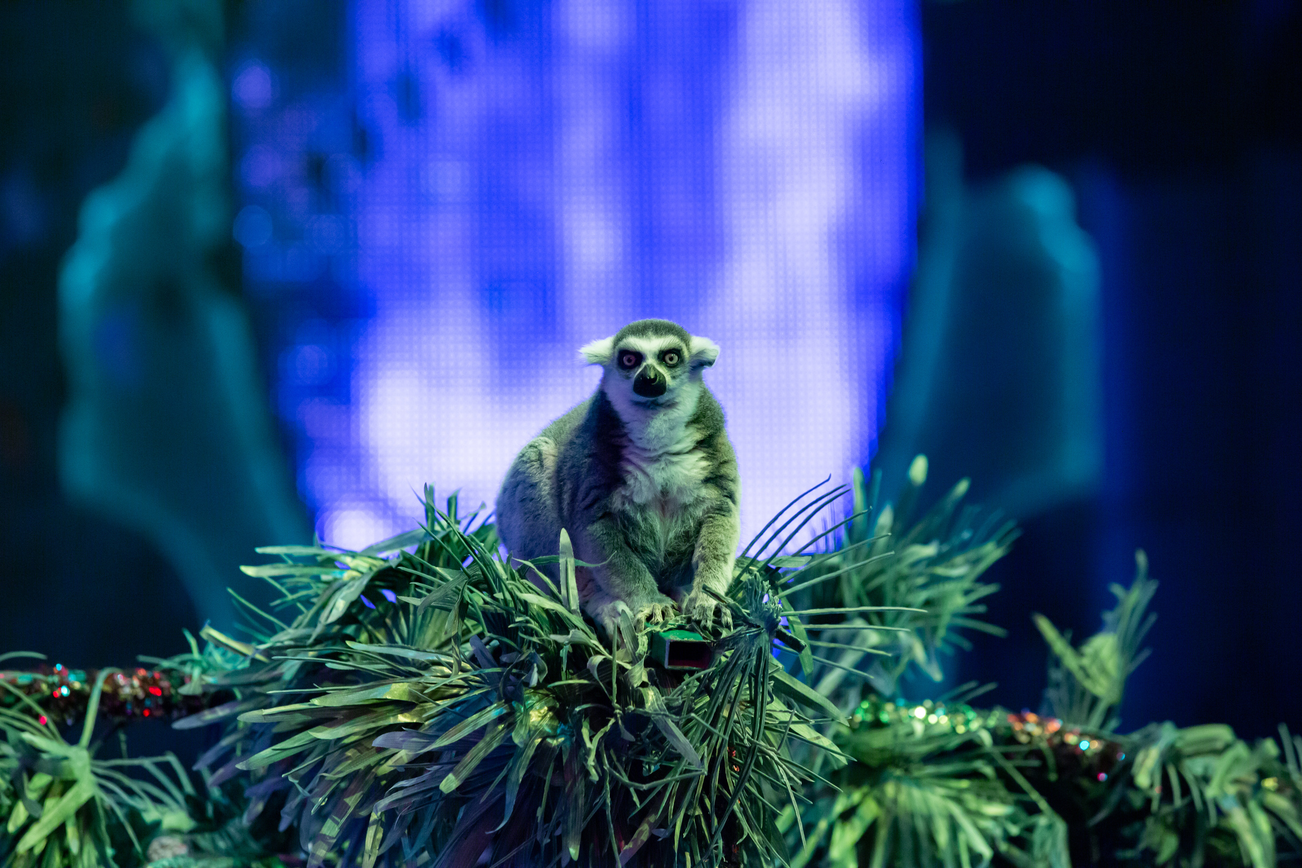 МОСКОВСКИЙ МЕЖДУНАРОДНЫЙ МОЛОДЕЖНЫЙ ФЕСТИВАЛЬ-КОНКУРС ЦИРКОВОГО ИСКУССТВА 2019. Фотограф Сонкина Татьяна