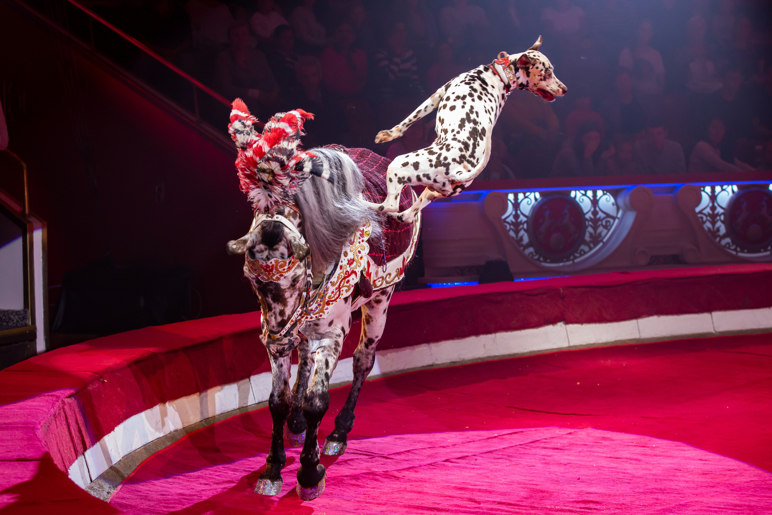 МОСКОВСКИЙ МЕЖДУНАРОДНЫЙ МОЛОДЕЖНЫЙ ФЕСТИВАЛЬ-КОНКУРС ЦИРКОВОГО ИСКУССТВА 2019. Фотограф Сонкина Татьяна