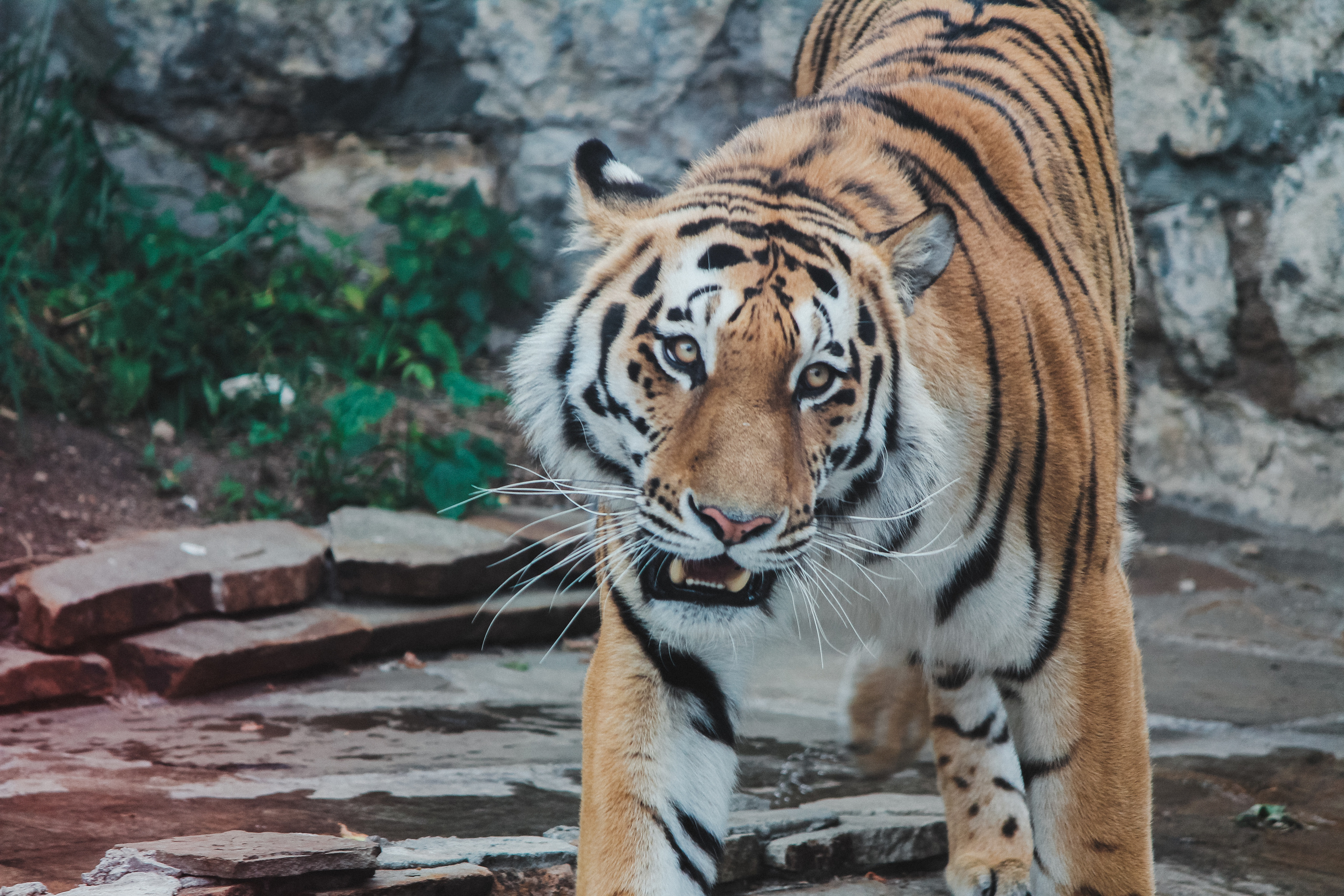 Московский зоопарк. Photographer Sonkina Tatiana (Tanya Ash)