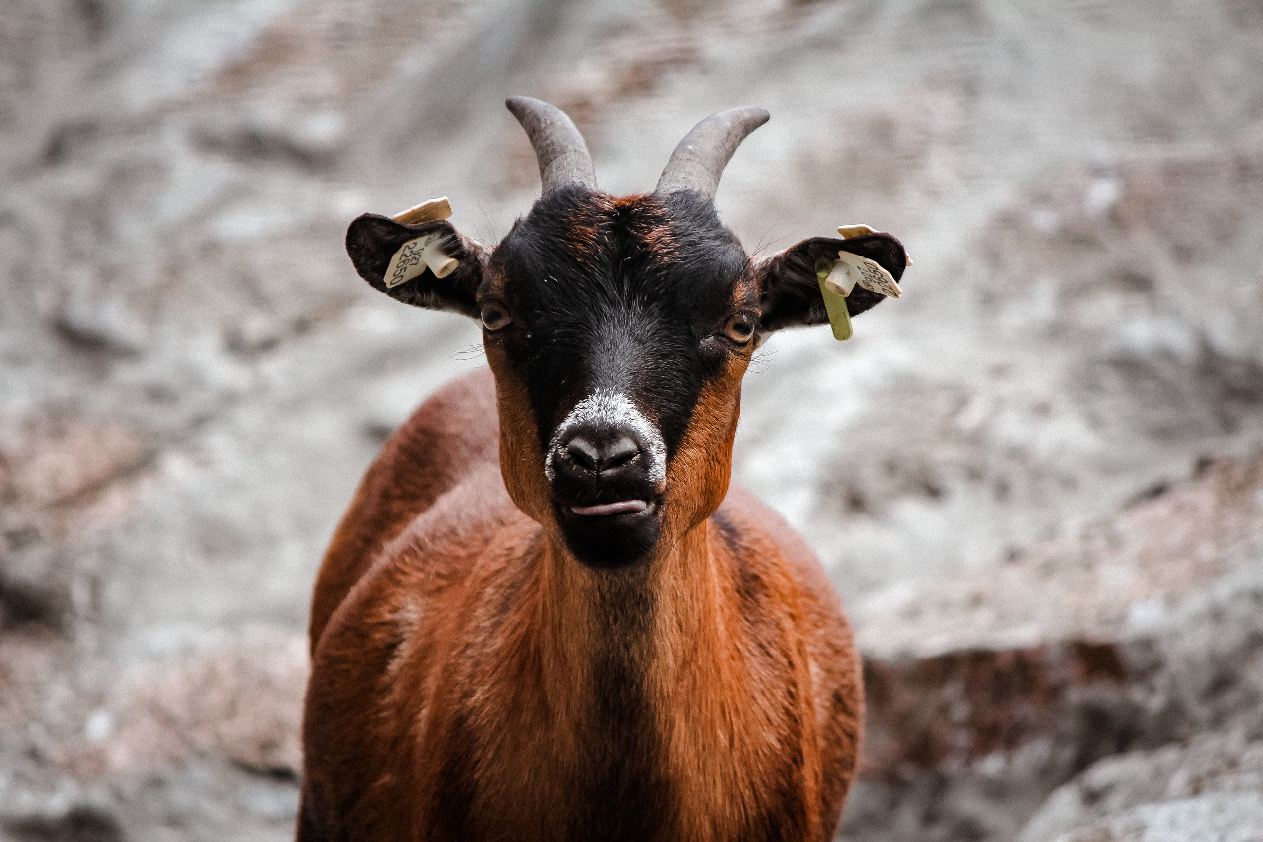 Московский зоопарк. Photographer Sonkina Tatiana (Tanya Ash)