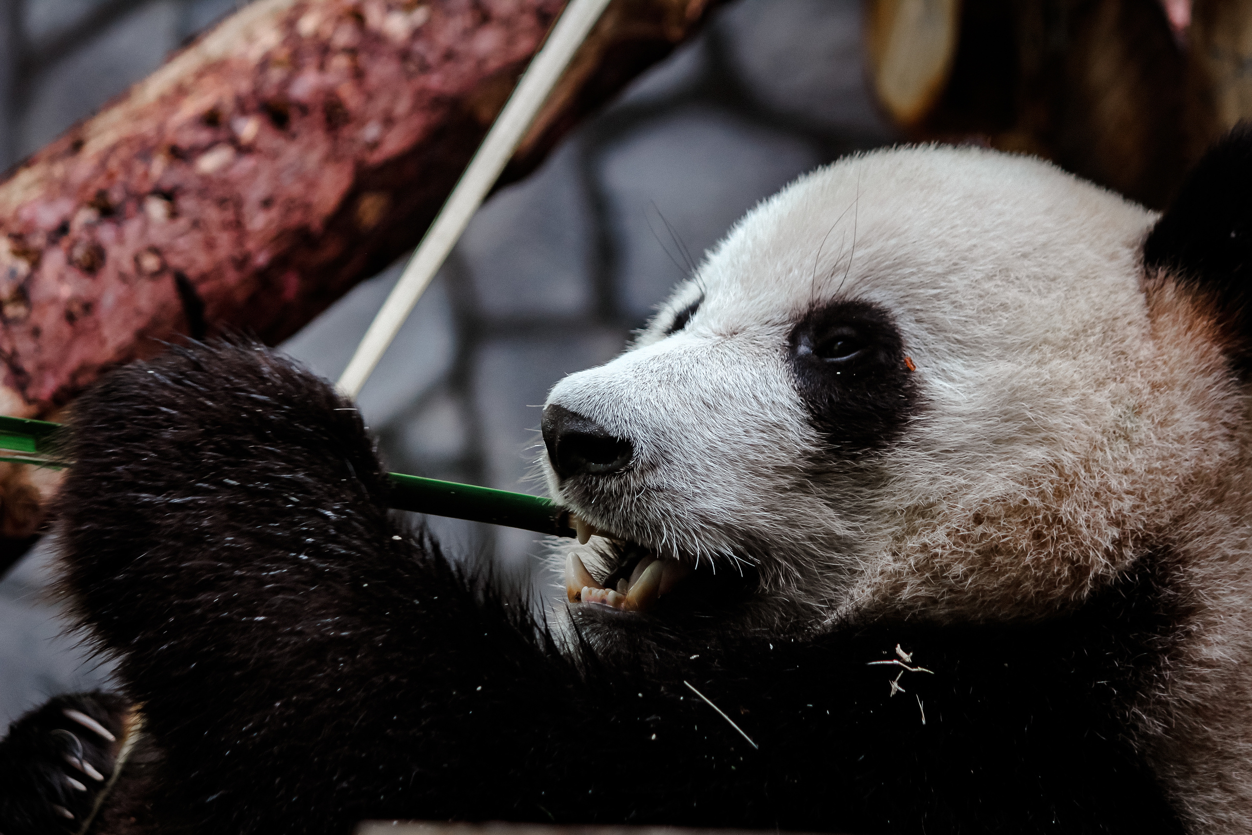 Московский зоопарк. Photographer Sonkina Tatiana (Tanya Ash)