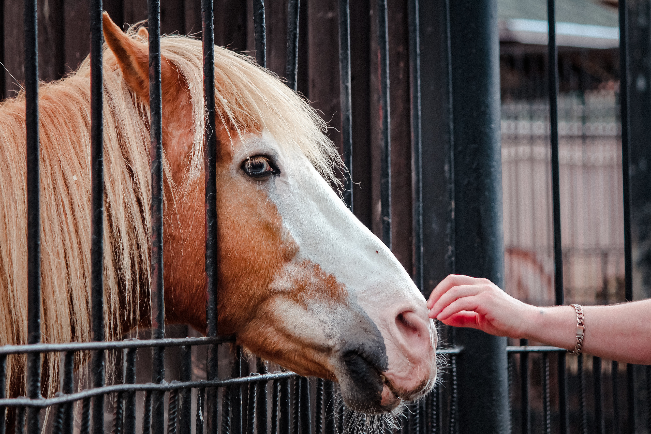 Московский зоопарк. Photographer Sonkina Tatiana (Tanya Ash)