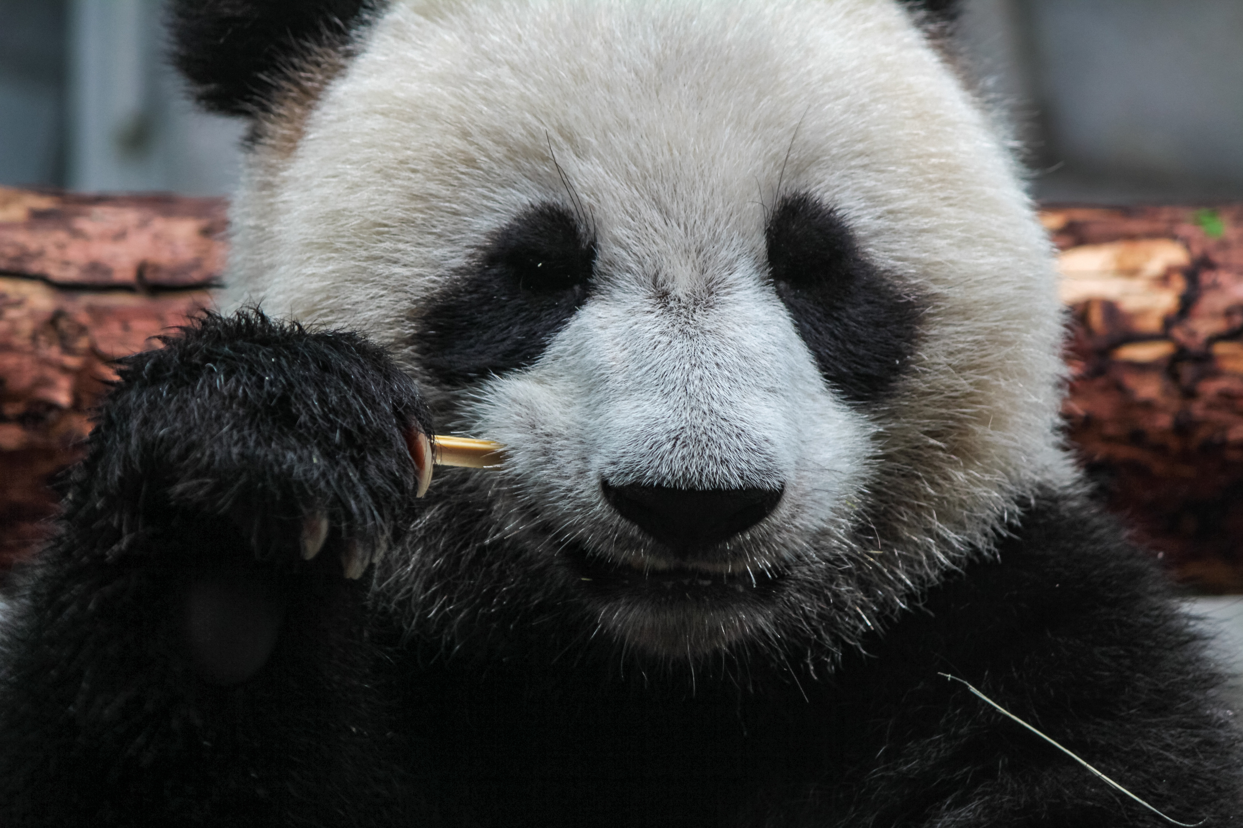 Московский зоопарк. Photographer Sonkina Tatiana (Tanya Ash)
