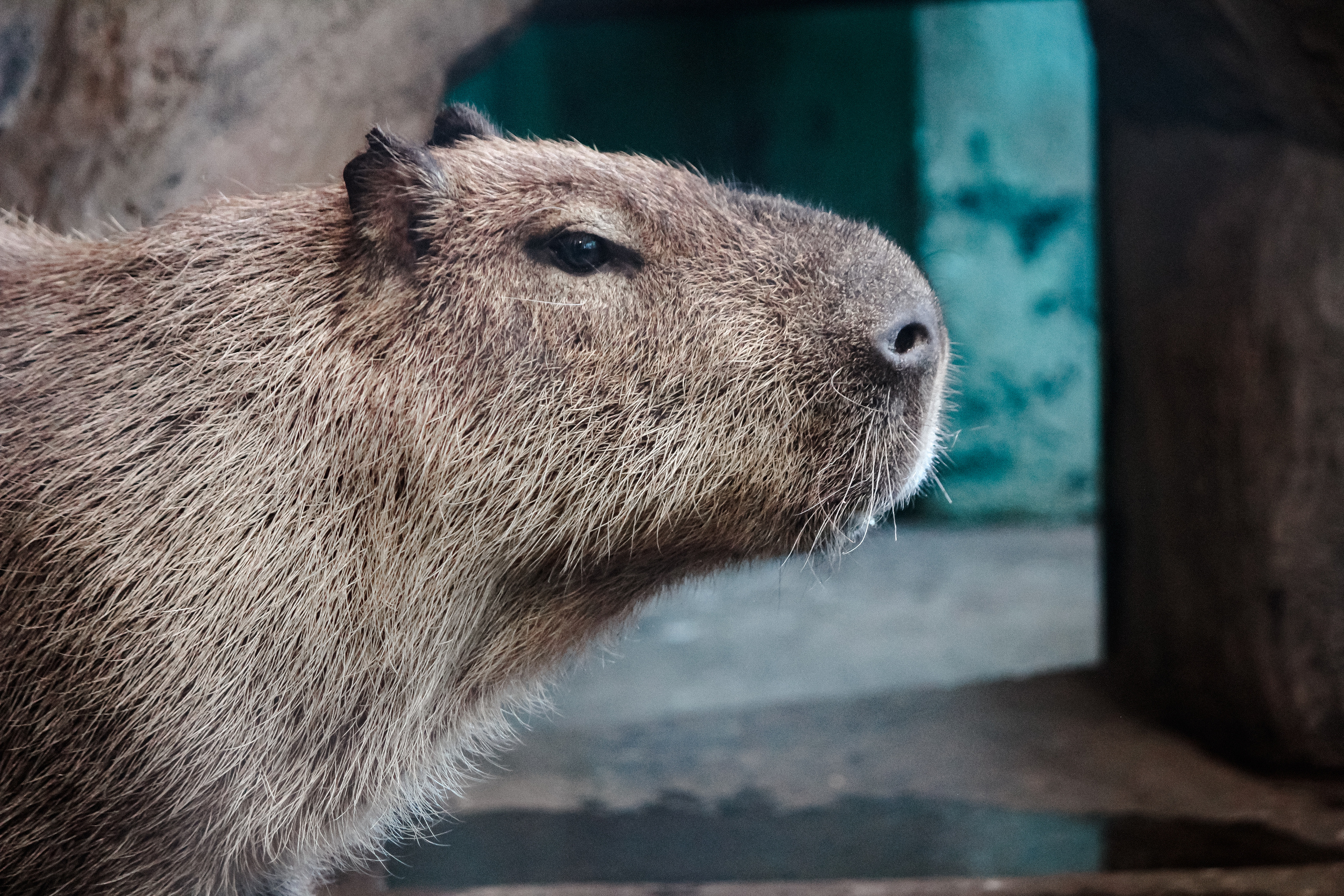 Московский зоопарк. Photographer Sonkina Tatiana (Tanya Ash)