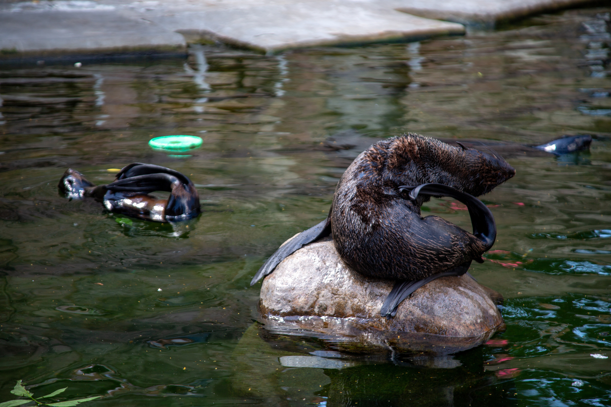 Московский зоопарк. Photographer Sonkina Tatiana (Tanya Ash)