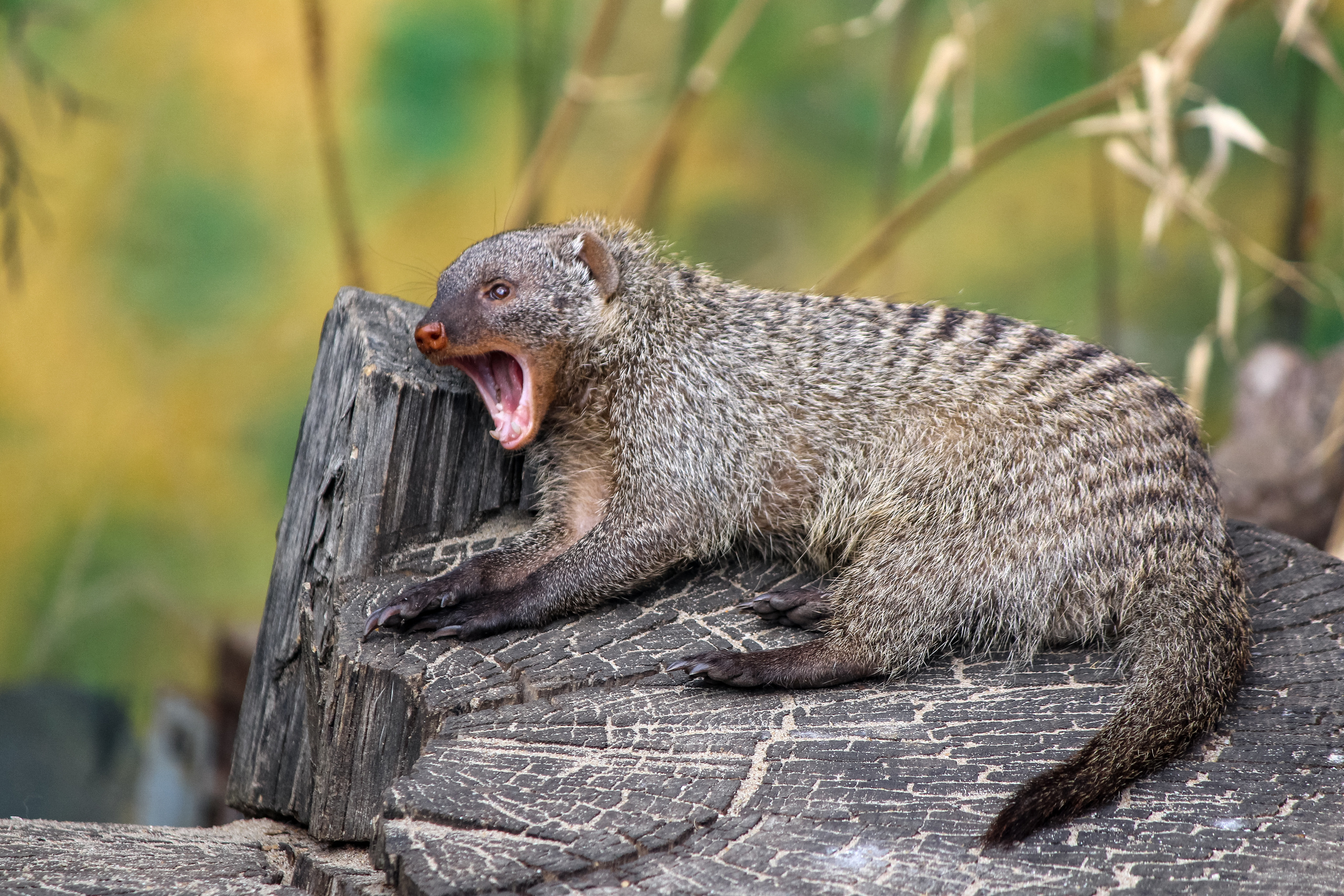 Московский зоопарк. Photographer Sonkina Tatiana (Tanya Ash)