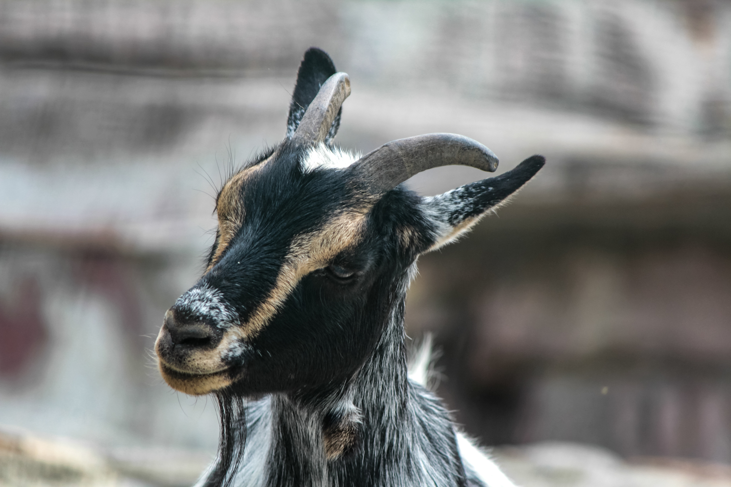 Московский зоопарк. Photographer Sonkina Tatiana (Tanya Ash)