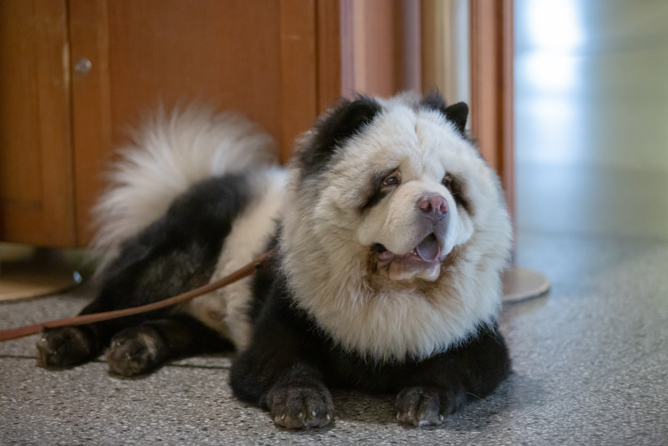 МОСКОВСКИЙ МЕЖДУНАРОДНЫЙ МОЛОДЕЖНЫЙ ФЕСТИВАЛЬ-КОНКУРС ЦИРКОВОГО ИСКУССТВА 2019. Фотограф Сонкина Татьяна