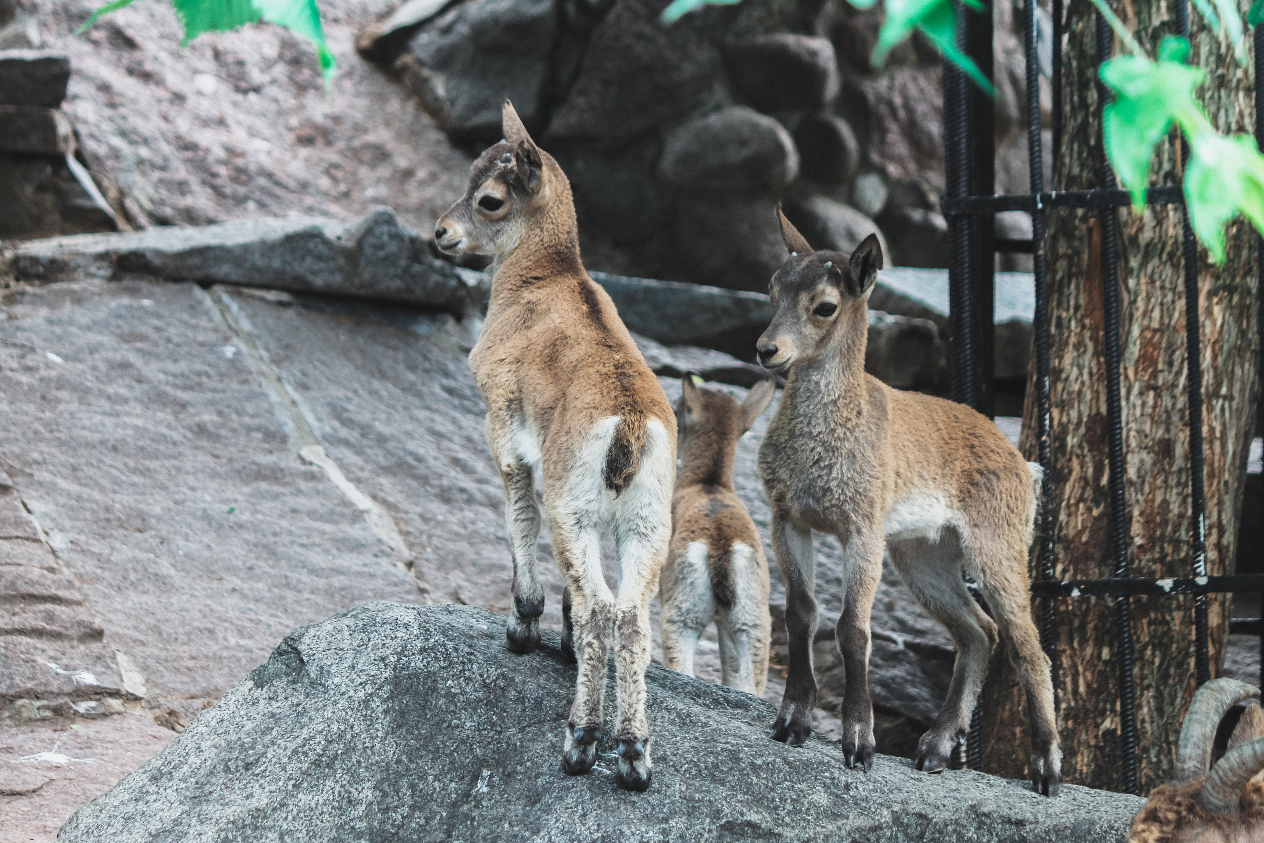 Московский зоопарк. Photographer Sonkina Tatiana (Tanya Ash)