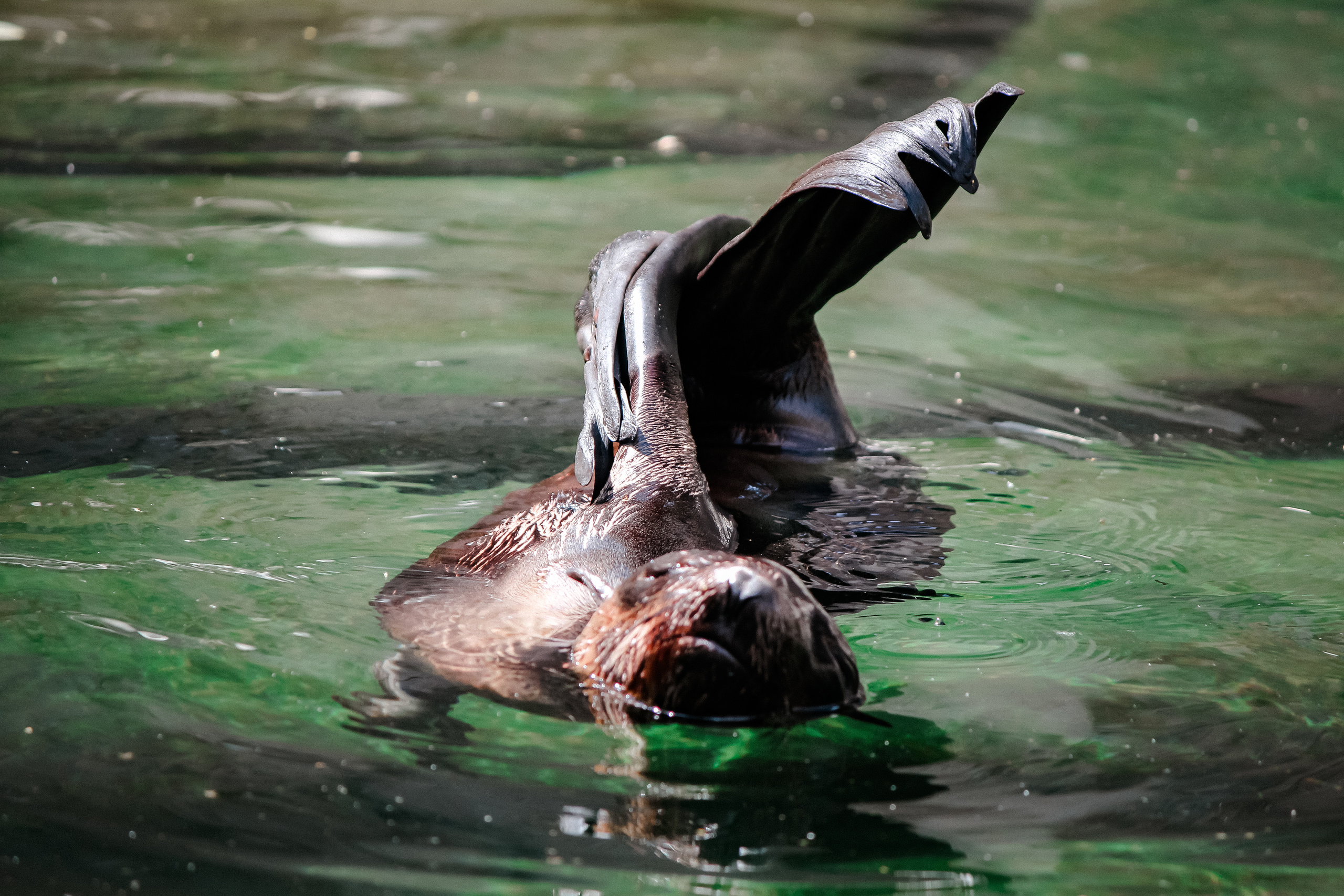 Московский зоопарк. Photographer Sonkina Tatiana (Tanya Ash)