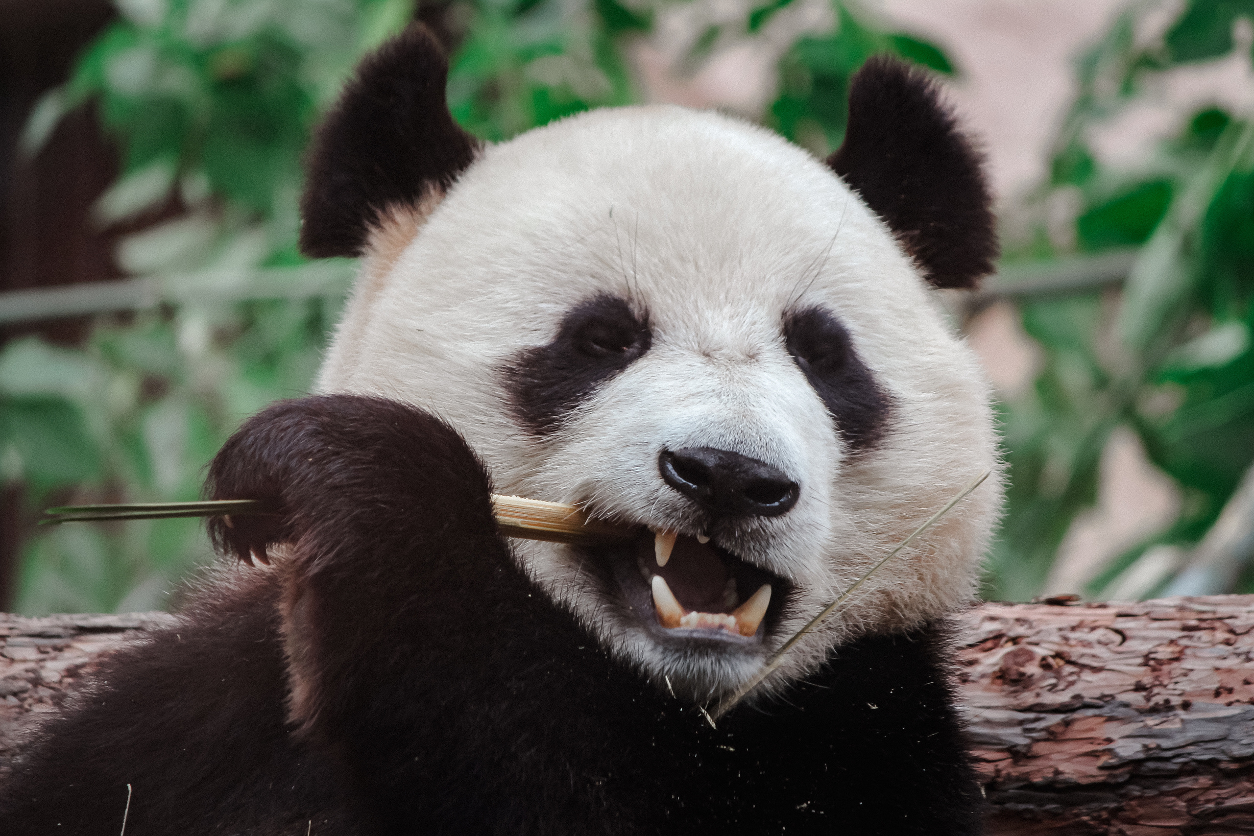 Московский зоопарк. Photographer Sonkina Tatiana (Tanya Ash)