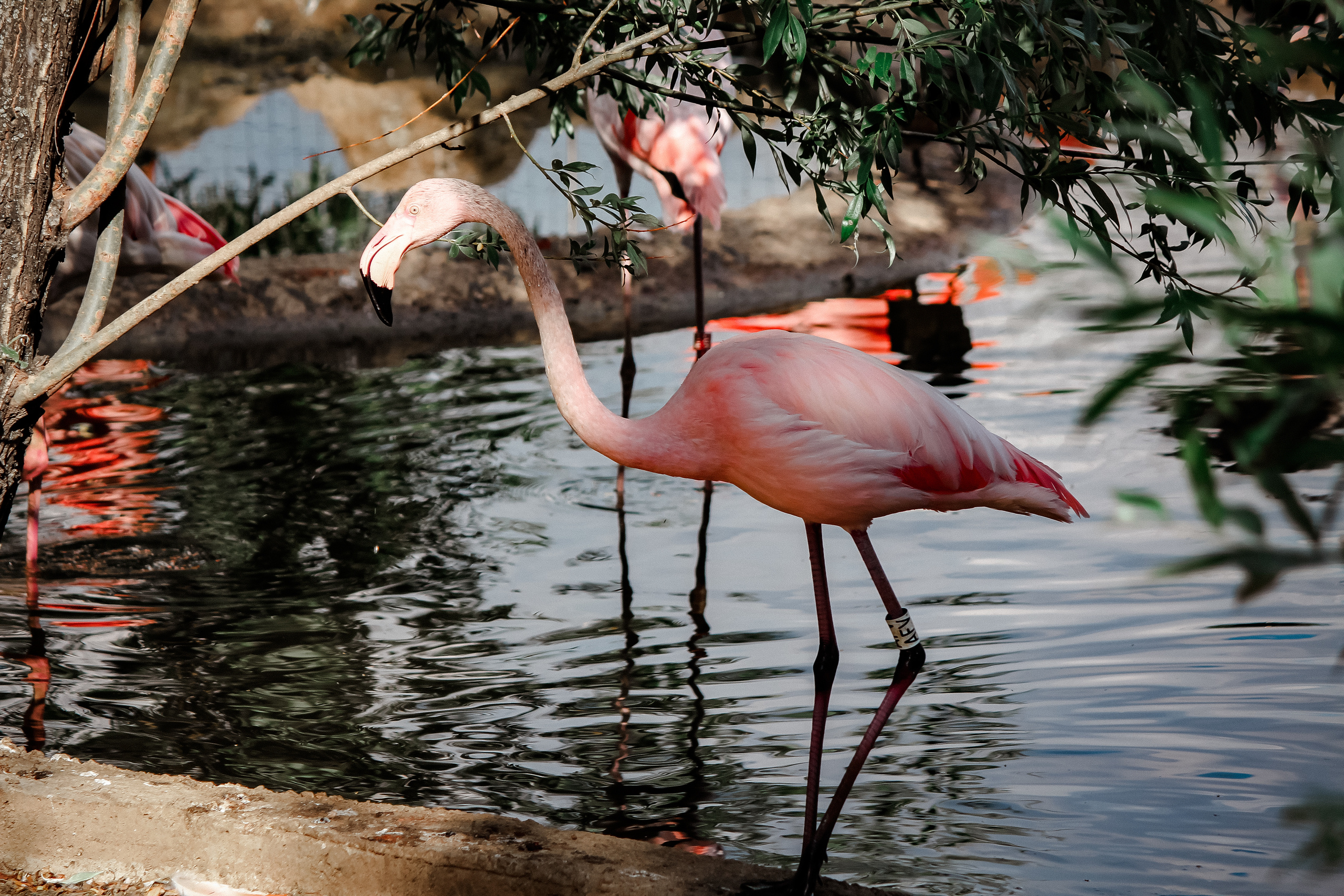 Московский зоопарк. Photographer Sonkina Tatiana (Tanya Ash)