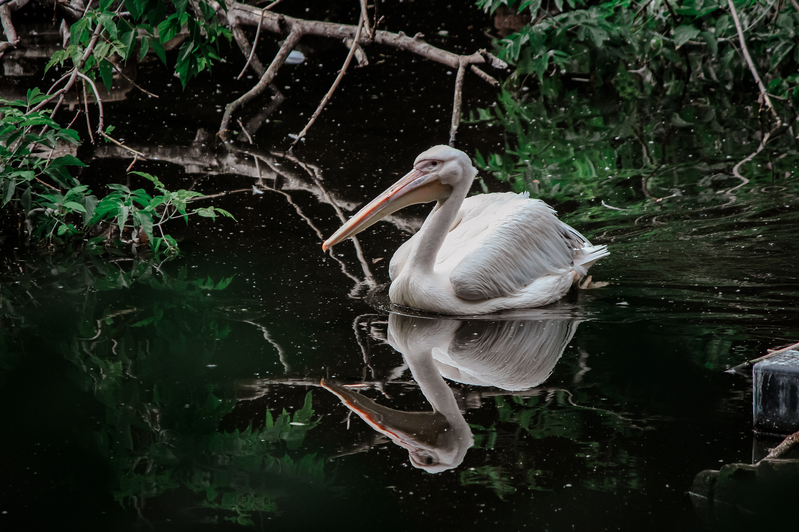 Московский зоопарк. Photographer Sonkina Tatiana (Tanya Ash)