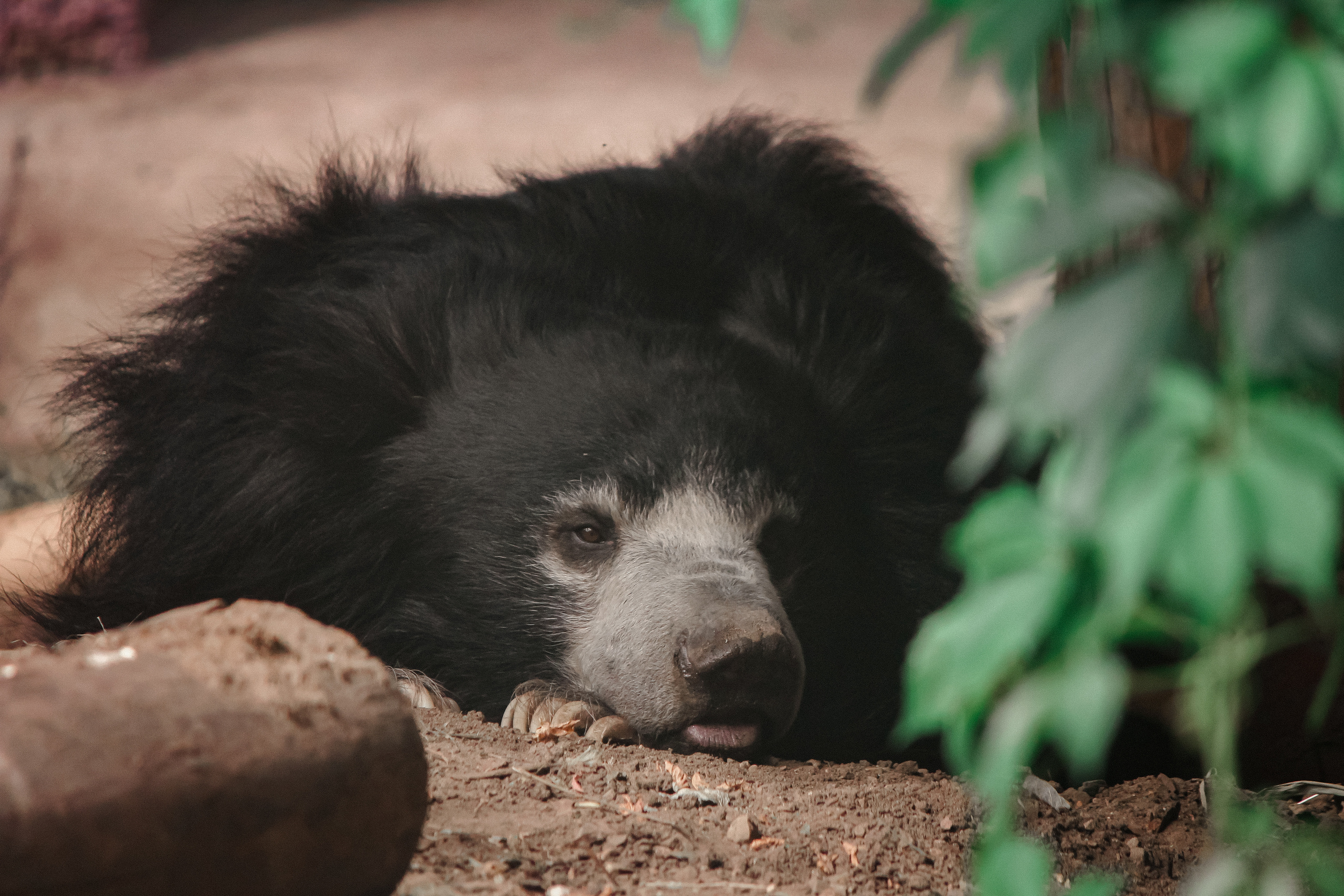 Московский зоопарк. Photographer Sonkina Tatiana (Tanya Ash)