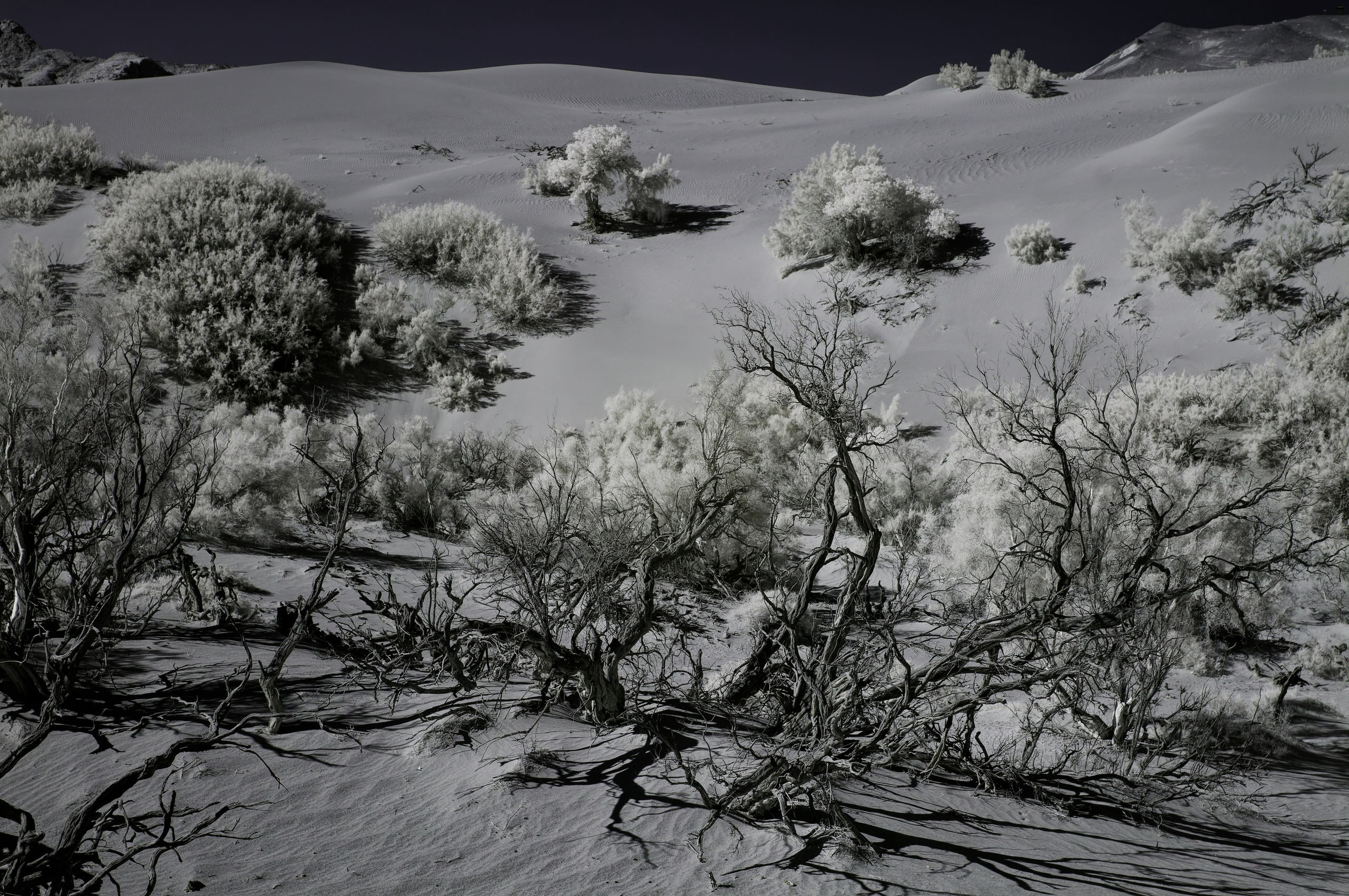 Экспедиция в Монголию (Гоби). Семоха Валерий. Фотограф