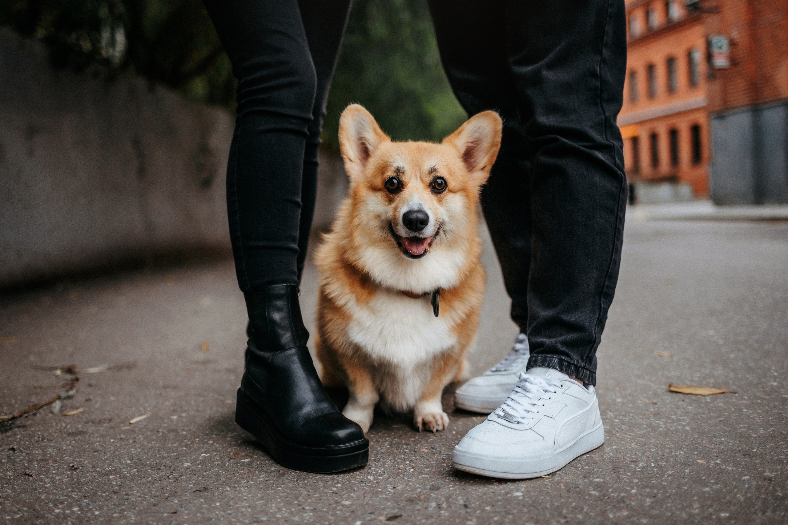 Вера, Саша и Муна. Фотограф-анималист Елена Радченко, Москва