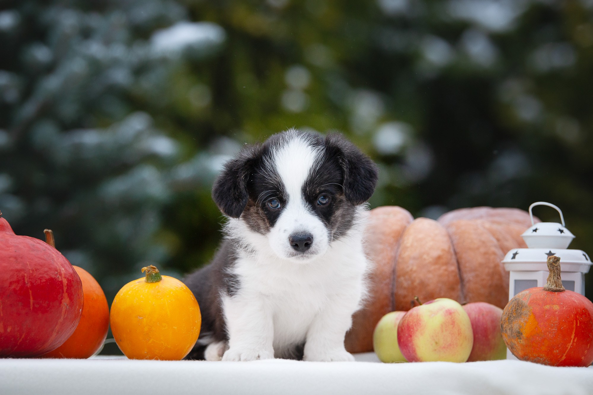 Вельш Корги Кардиганы. Фотограф анималист, семейный фотограф, фотограф собак Комратова Мария. г. Москва