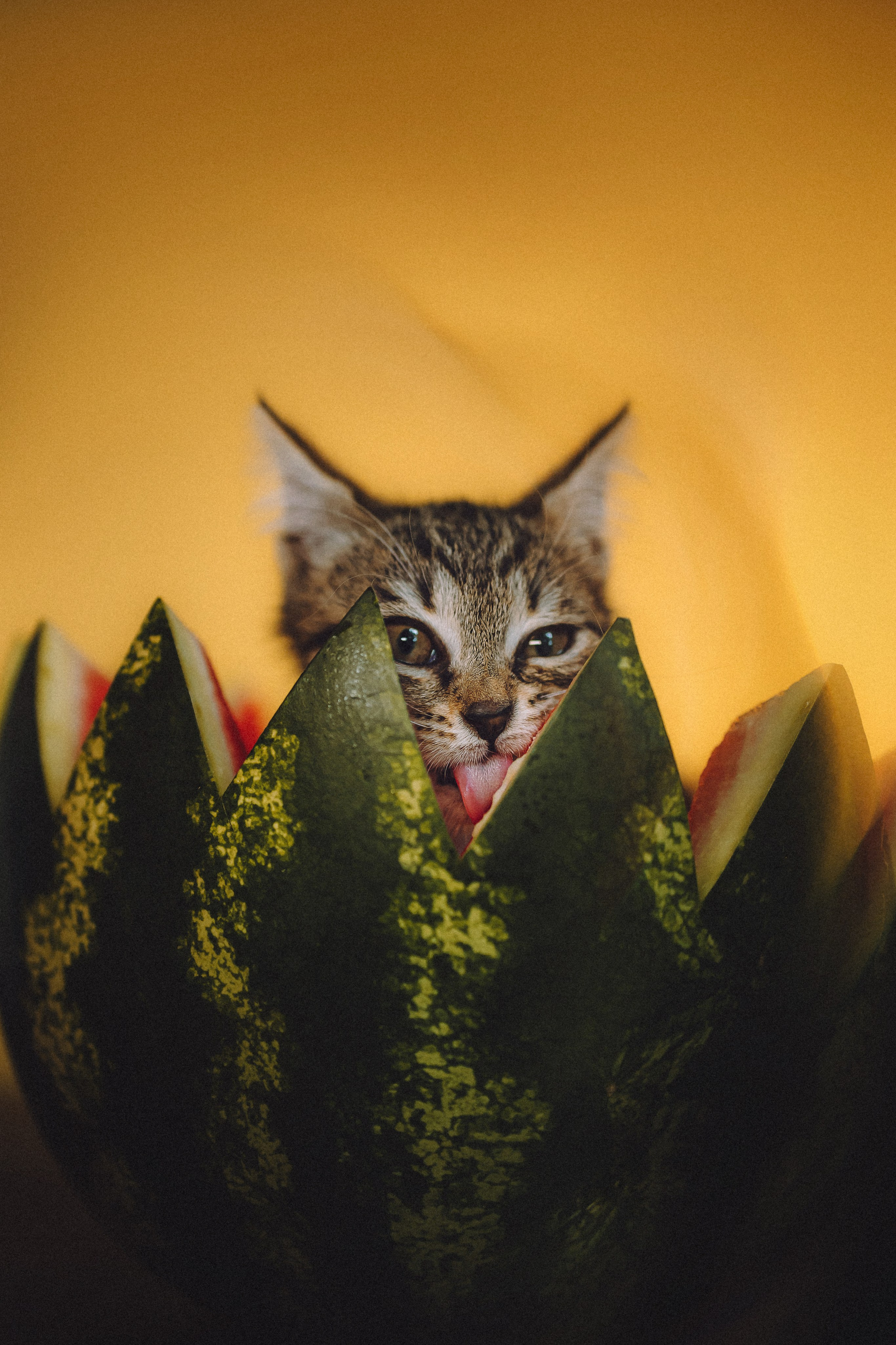 Сирена и арбуз