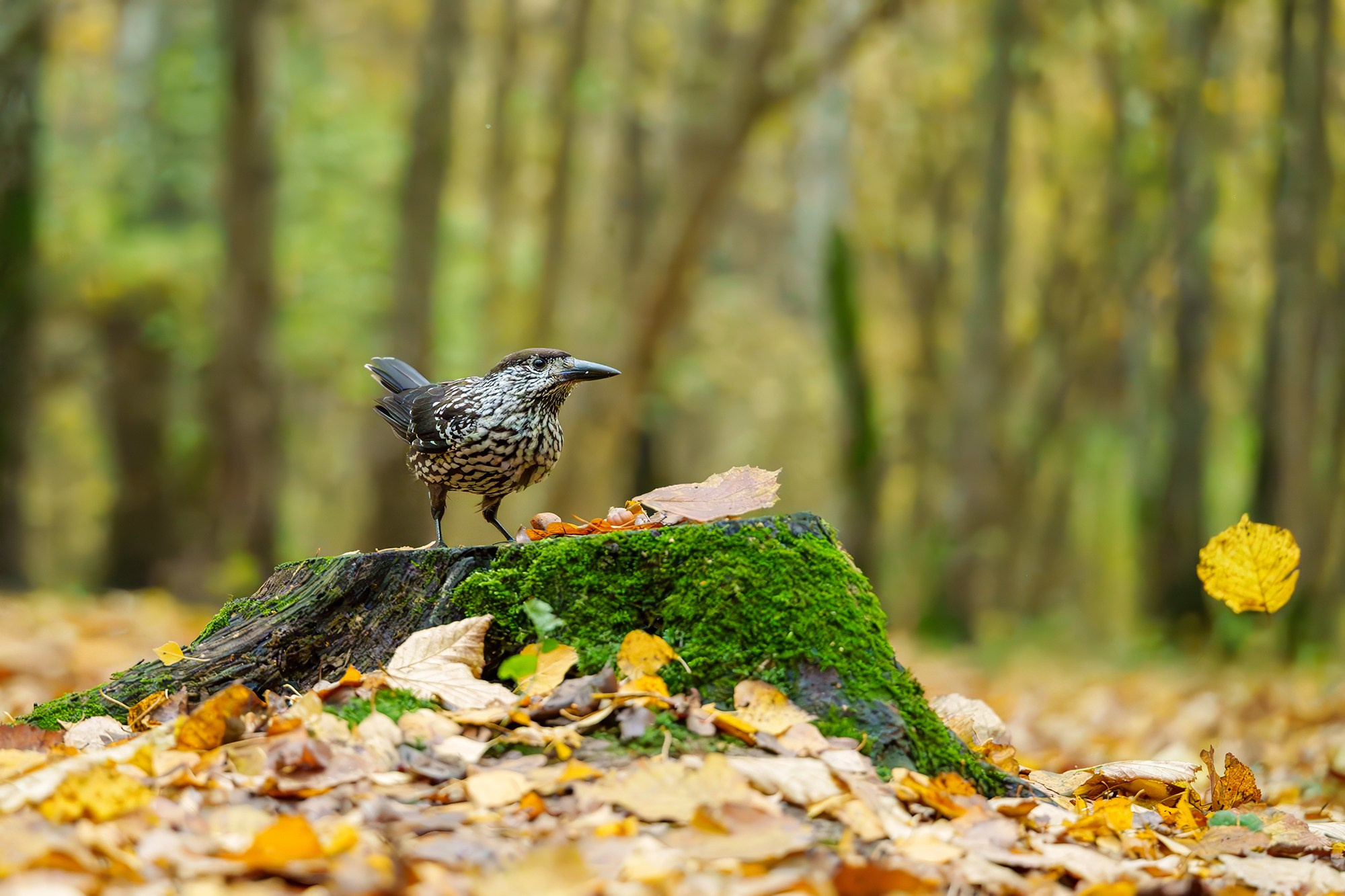 Удивительные мир птиц. Вокруг нас столько прекрасного — присмотритесь!. Ваш личный фотограф Марина Волкова