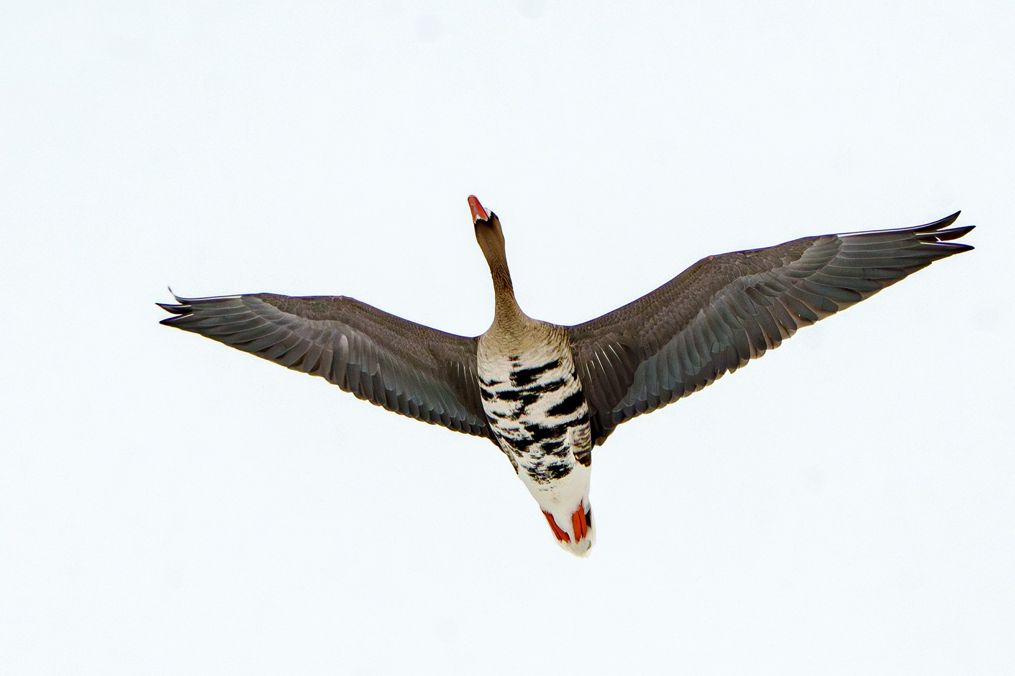 Удивительные мир птиц. Вокруг нас столько прекрасного — присмотритесь!. Ваш личный фотограф Марина Волкова