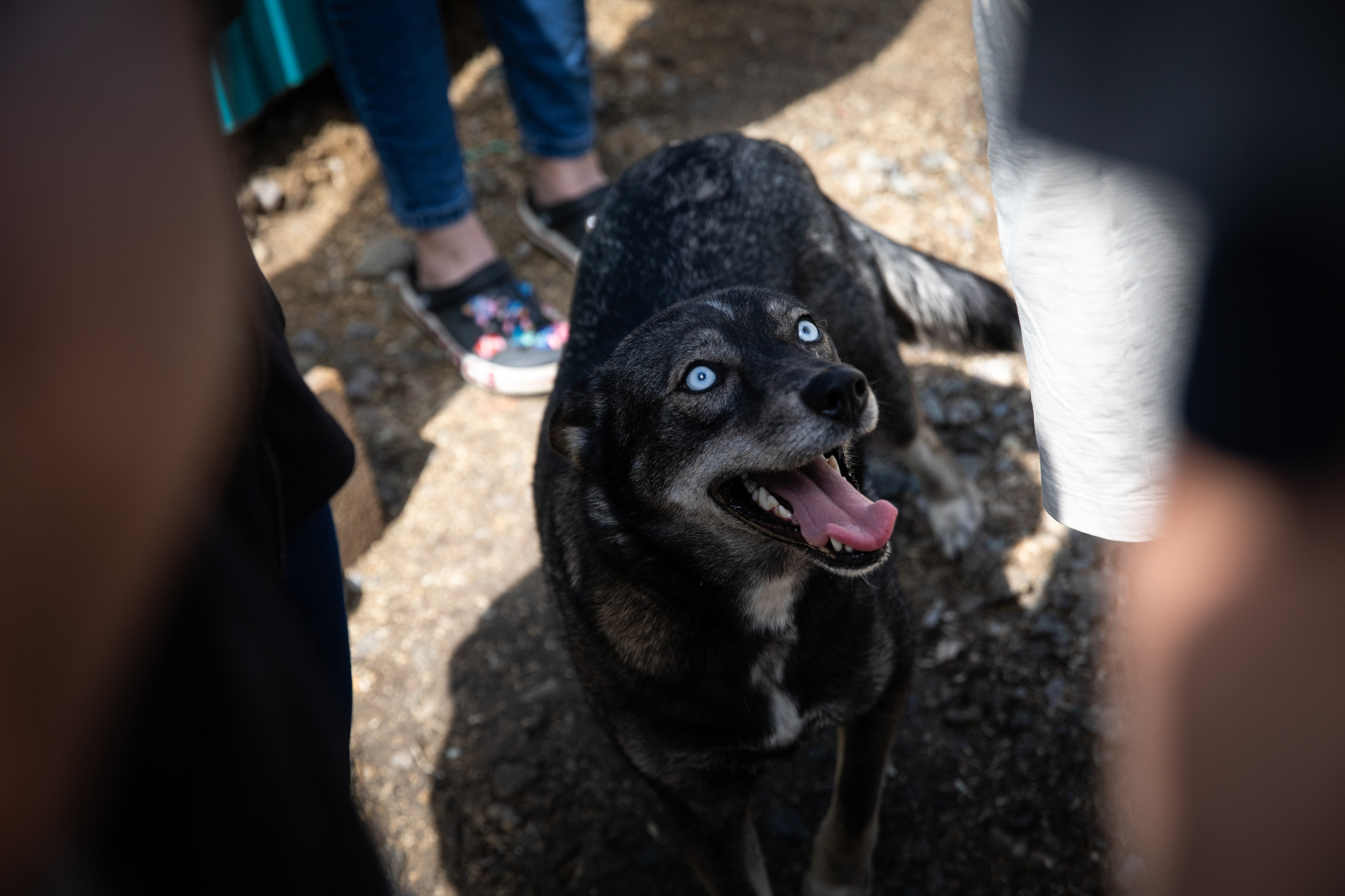 Приют — Наш дом. Репортажный и свадебный фотограф в Челябинске Елисеев Павел